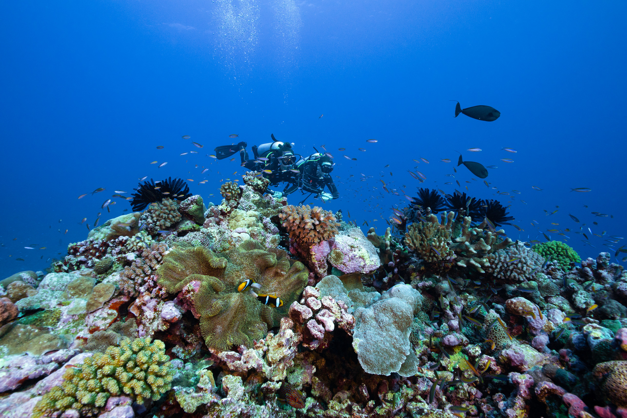 Scuba Diving on Bougainville Reef, Mike Ball Dive Expeditions | nature holidays Queensland