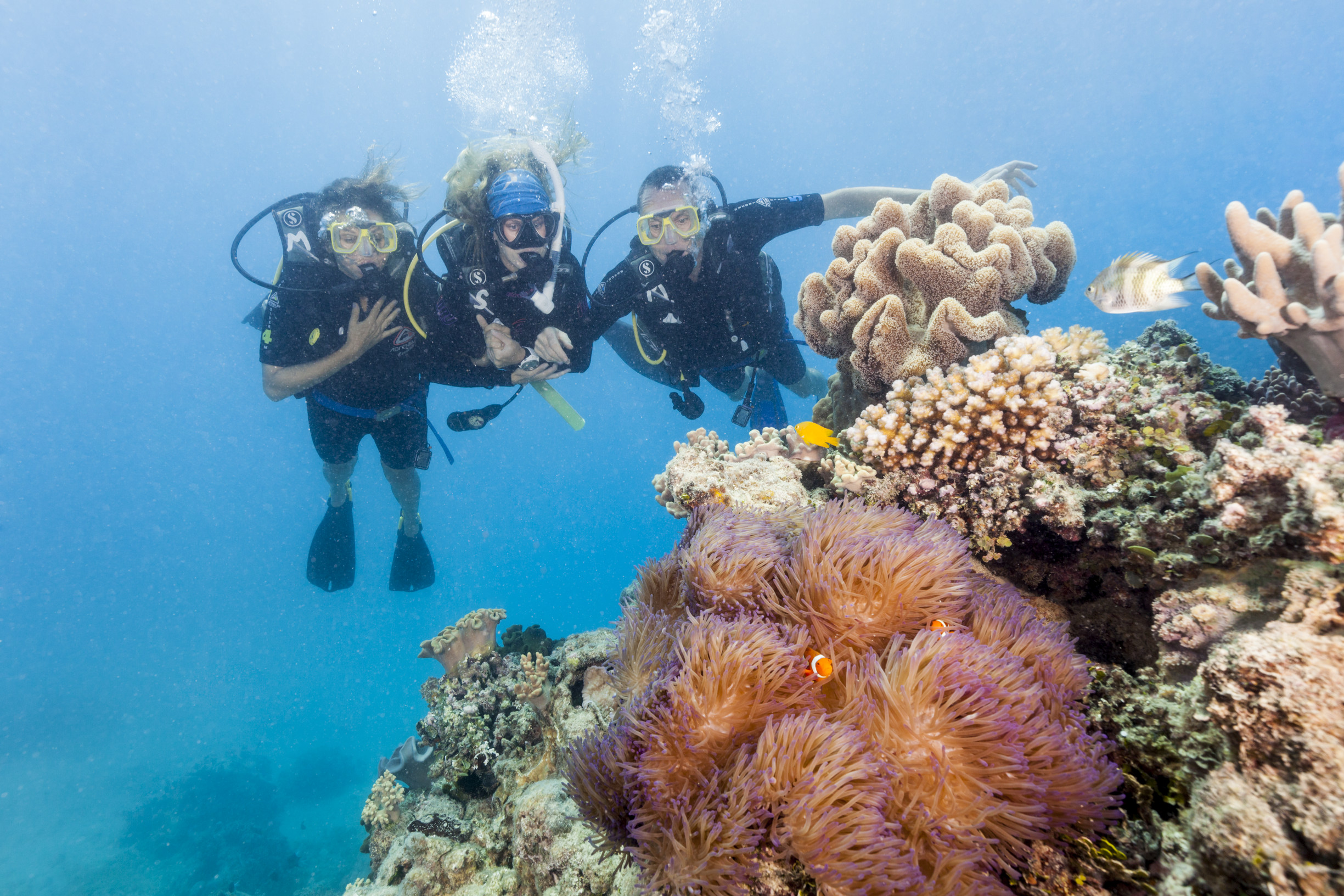 A dive instructor leads introductory divers to view a sea anemone, home to "Nemo" the clownfish, Ocean Freedom | scuba diving great barrier reef first time A dive instructor leads introductory divers to view a sea anemone, home to "Nemo" the clownfish, Ocean Freedom | scuba diving great barrier reef first time