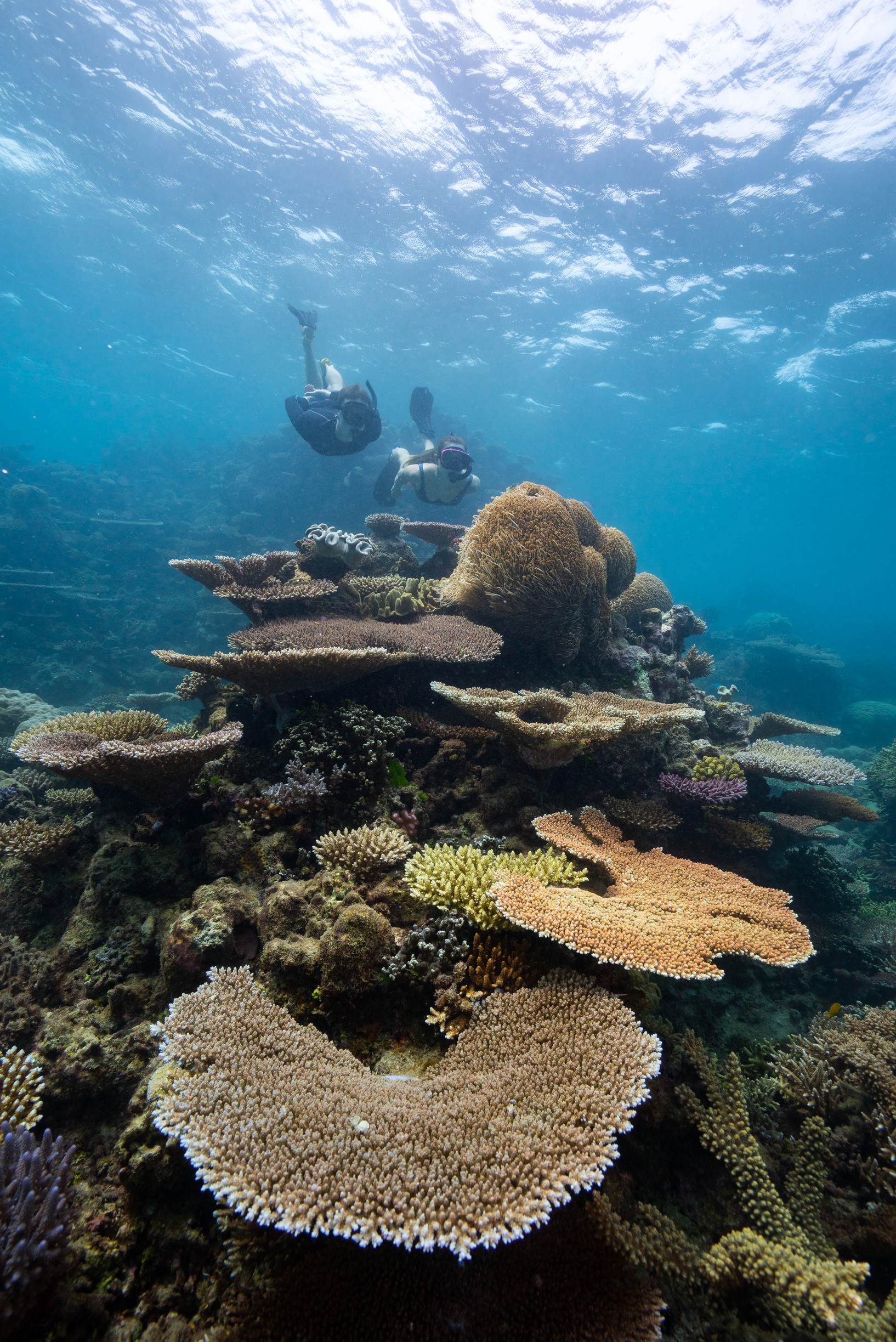 Snorkelling at Club 10 Dive Site, Passions of Paradise | Whitsundays to Cairns road trip