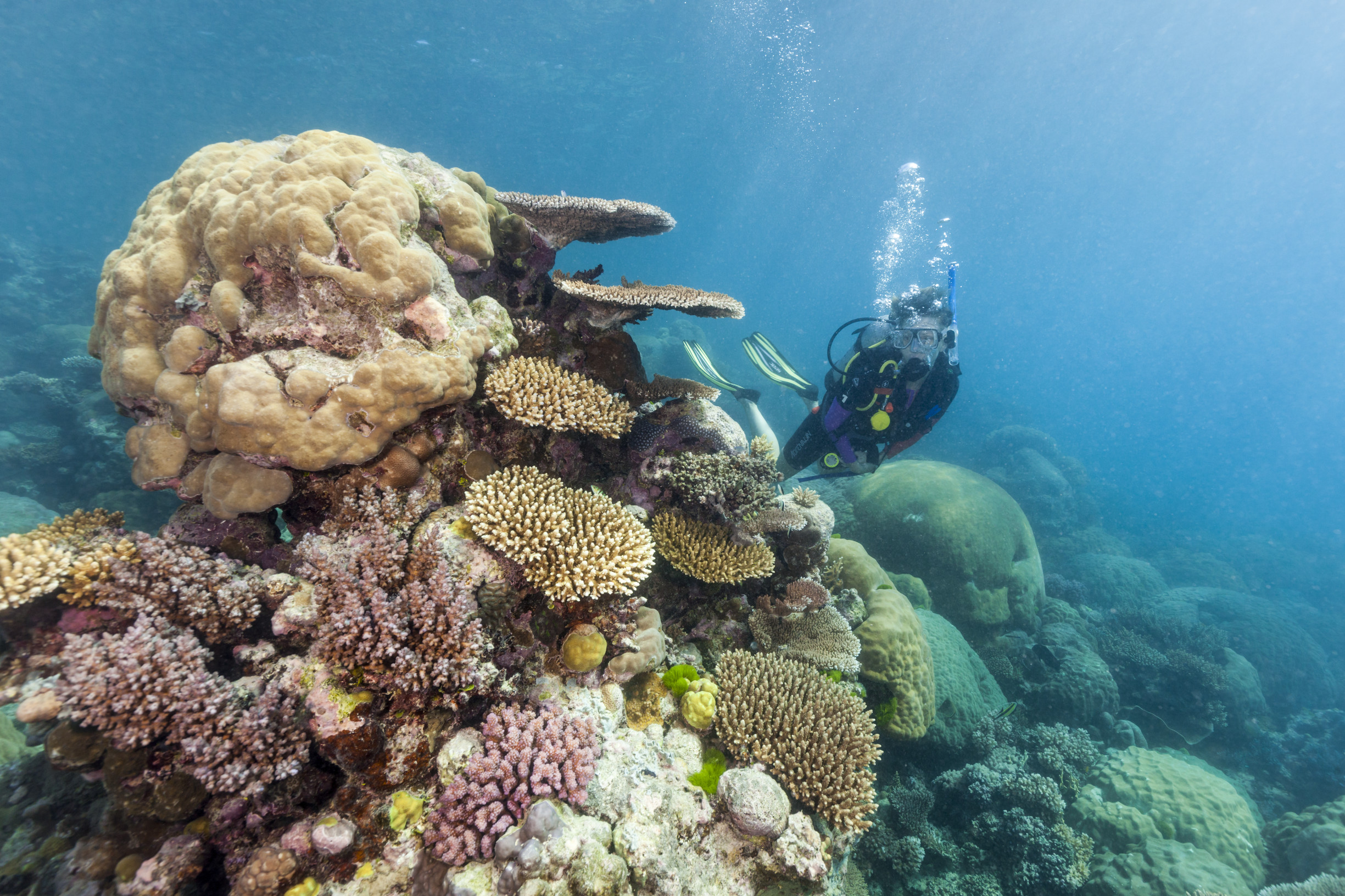 Scuba diver exploring the coral formations at Agincourt Reef, Calypso Reef Cruises | what is snorkelling and scuba diving Scuba diver exploring the coral formations at Agincourt Reef, Calypso Reef Cruises | what is snorkelling and scuba diving