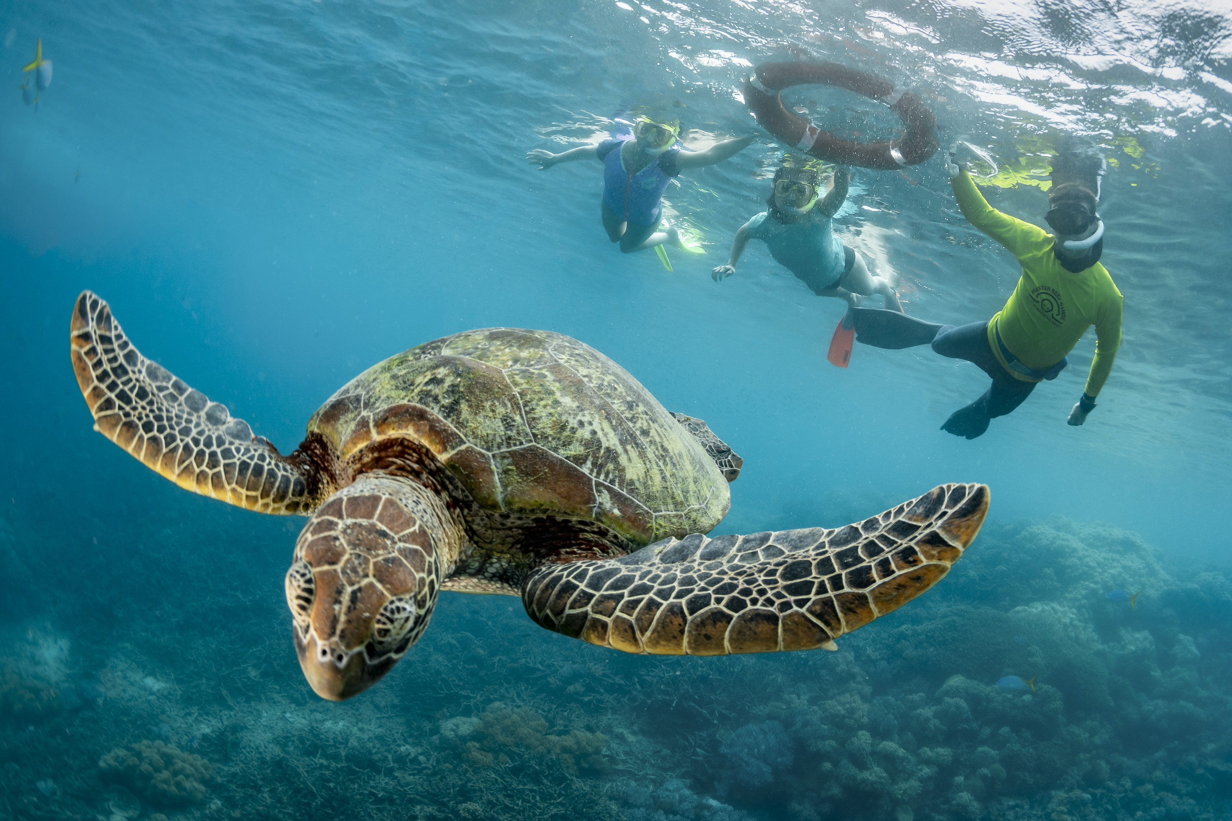 Mon Repos and Beyond: Where to See Turtles in Queensland | Queensland