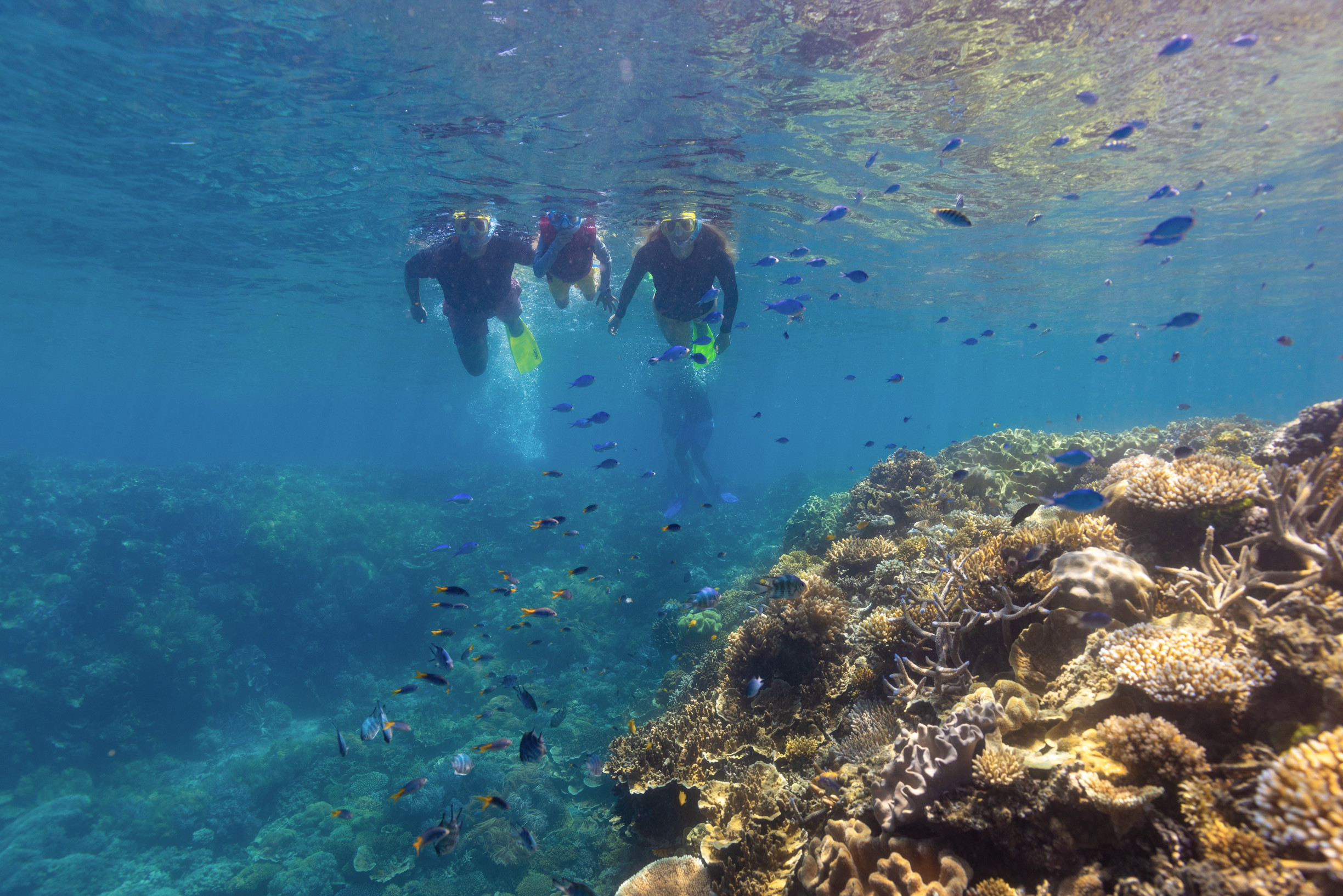 Family snorkelling in the water, while on a Sunlover Reef Cruises, Cairns & Great Barrier Reef