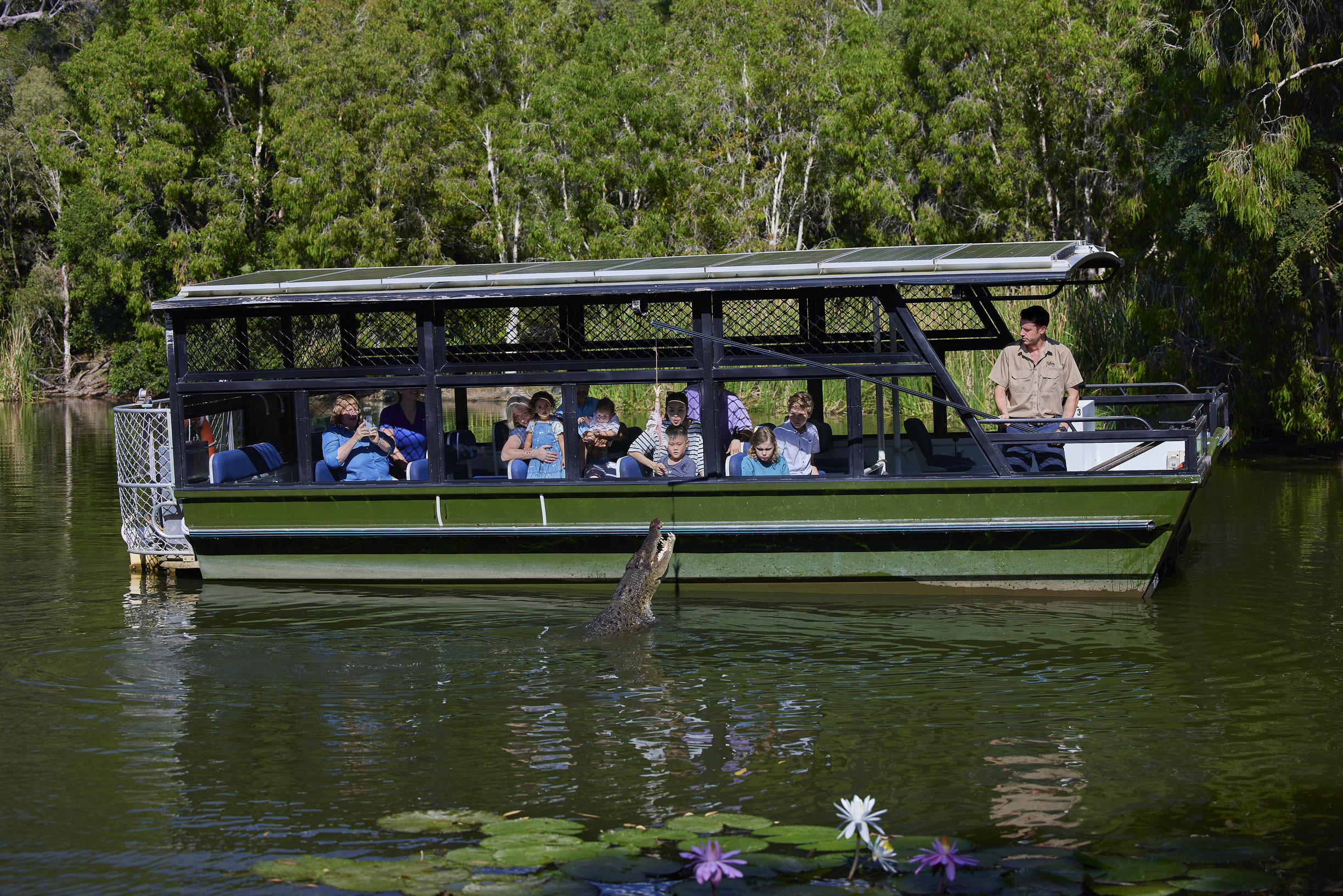 Crocodile rises out of the water near a wildlife spotting boat
