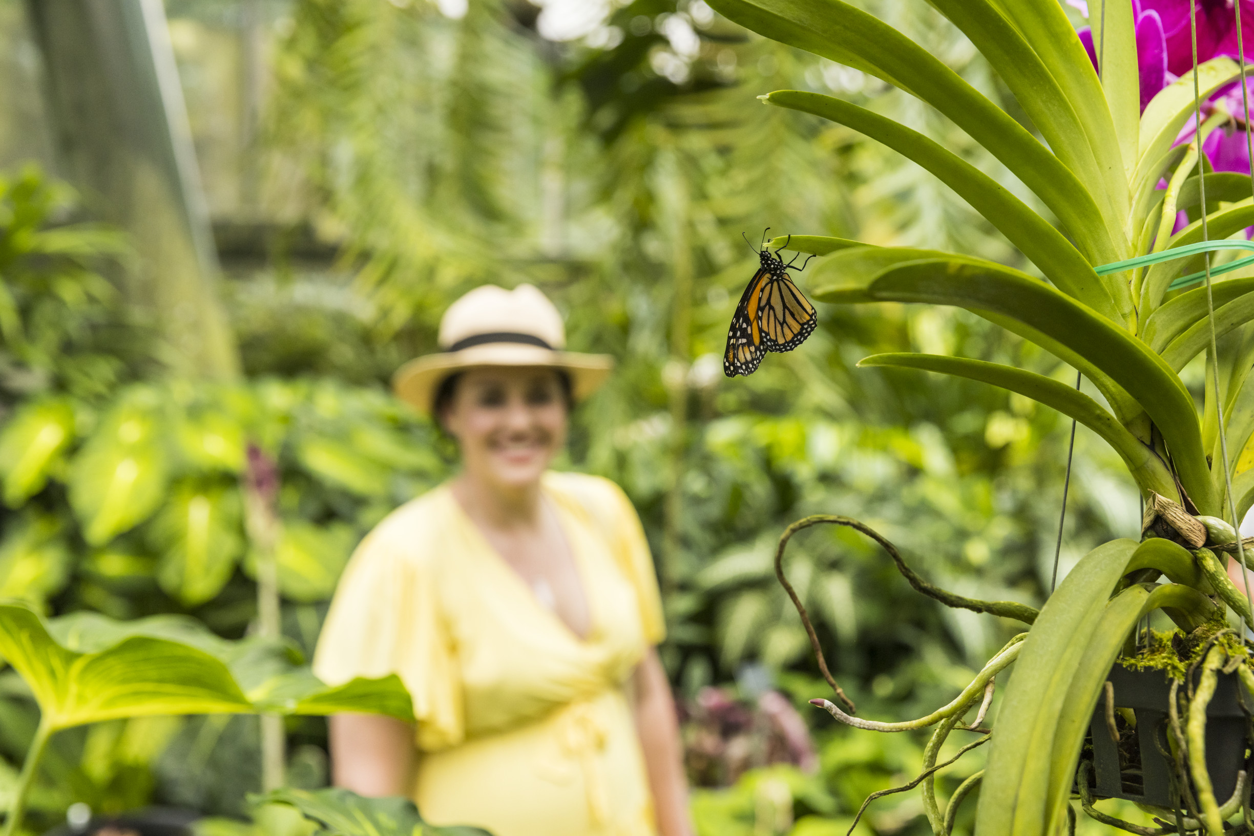 Woman looking at a butterfly in the Watkins Munro Martin Conservatory at the Cairns Botanic Gardens
