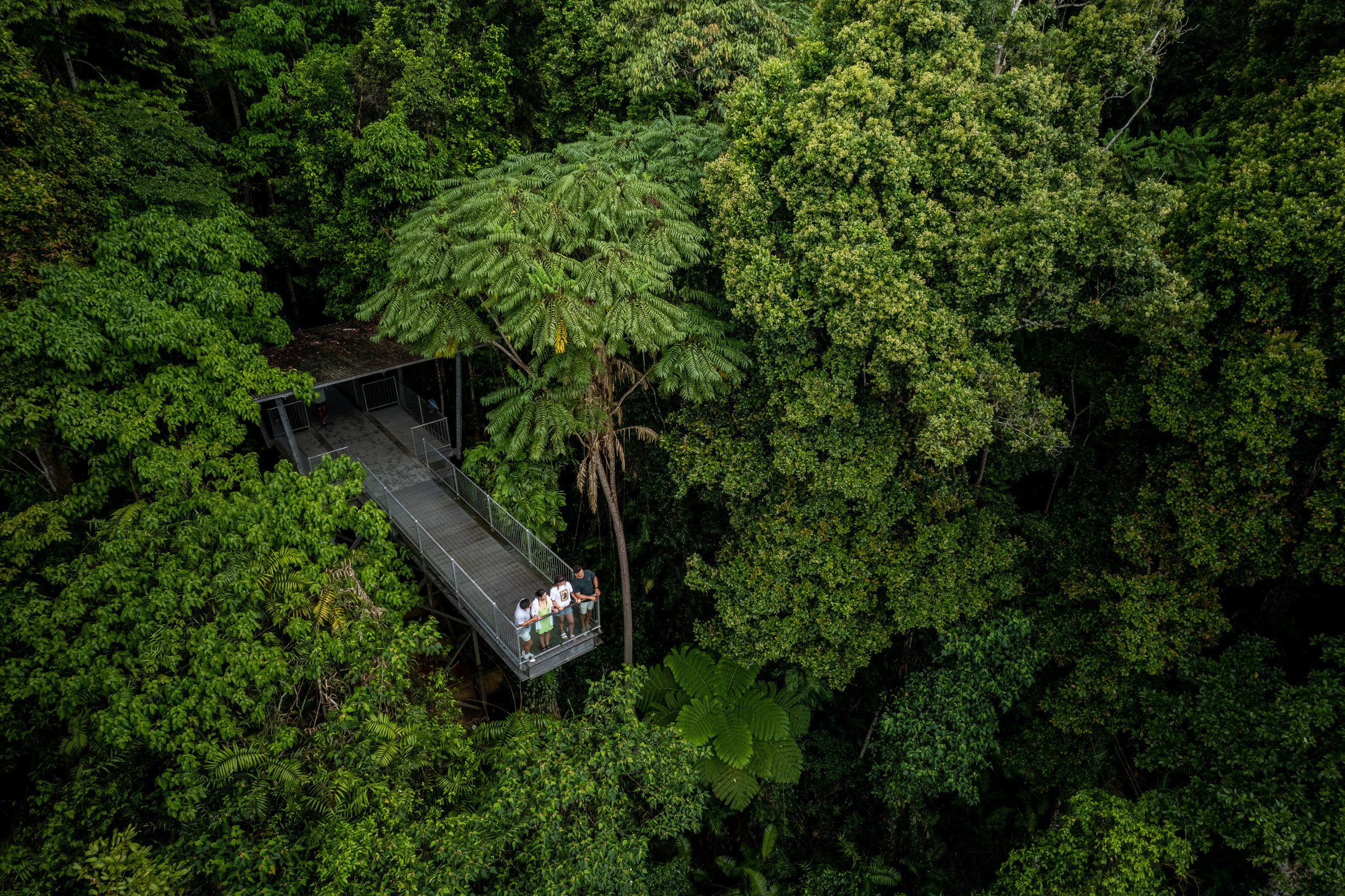 Mamu Tropical Skywalk, Wooroonoon National Park | Explore Wet Tropics with kids Mamu Tropical Skywalk, Wooroonoon National Park | Explore Wet Tropics with kids