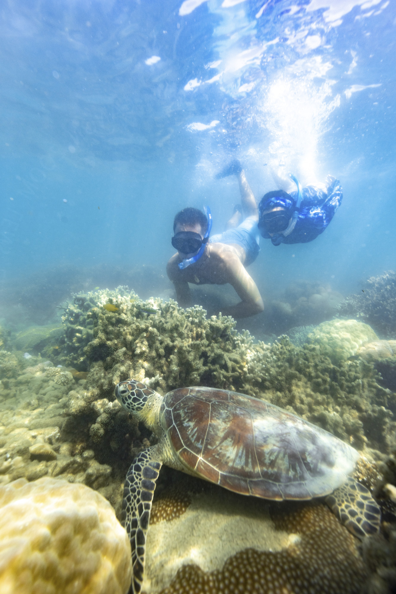 Two people snorkelling reef with a turtle on guided day trip to the Low Isles with Wavedancer Low Isles Cruise Two people snorkelling reef with a turtle on guided day trip to the Low Isles with Wavedancer Low Isles Cruise