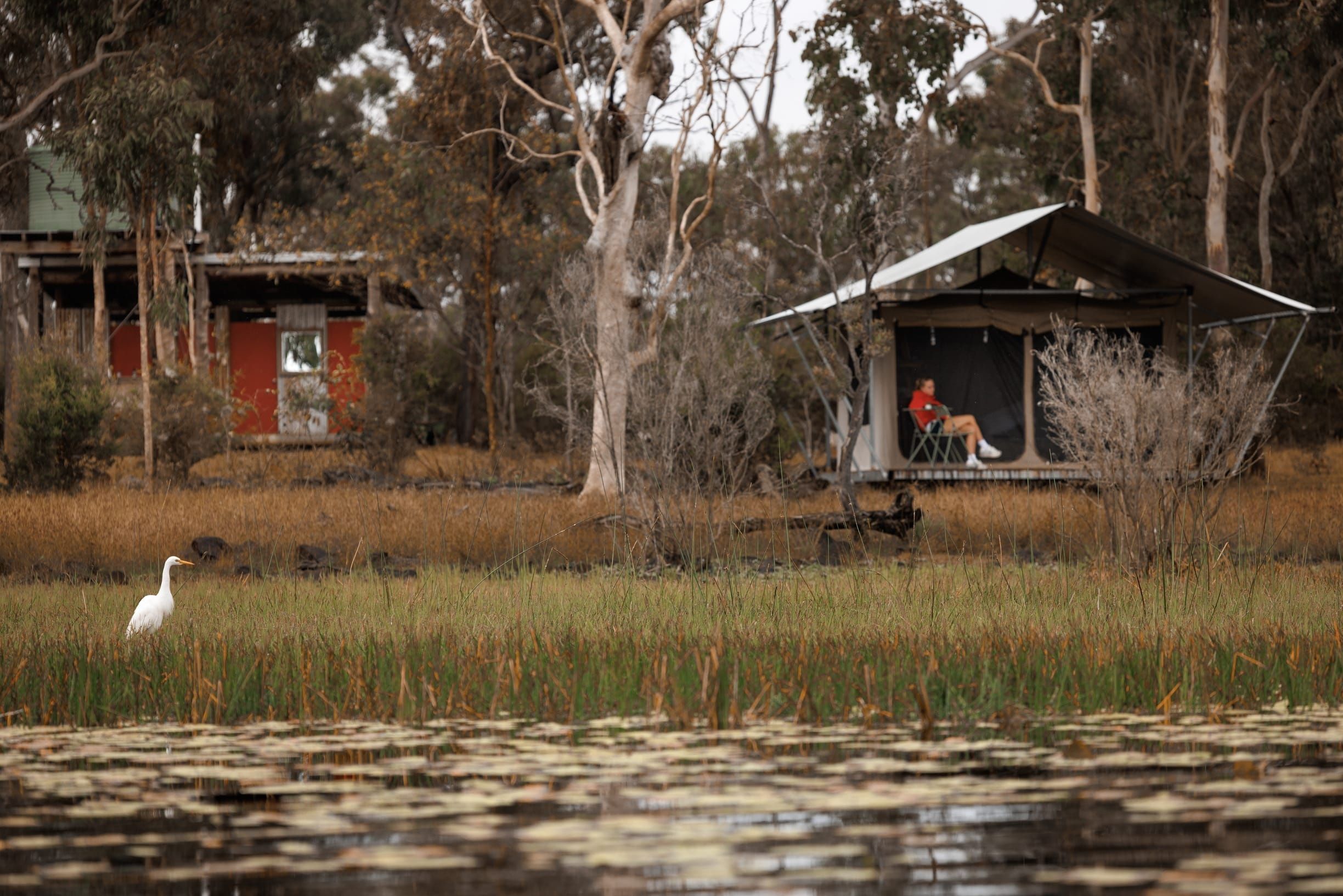 Heron sits in wetlands in front of glamping accommodation where woman rests on the deck
