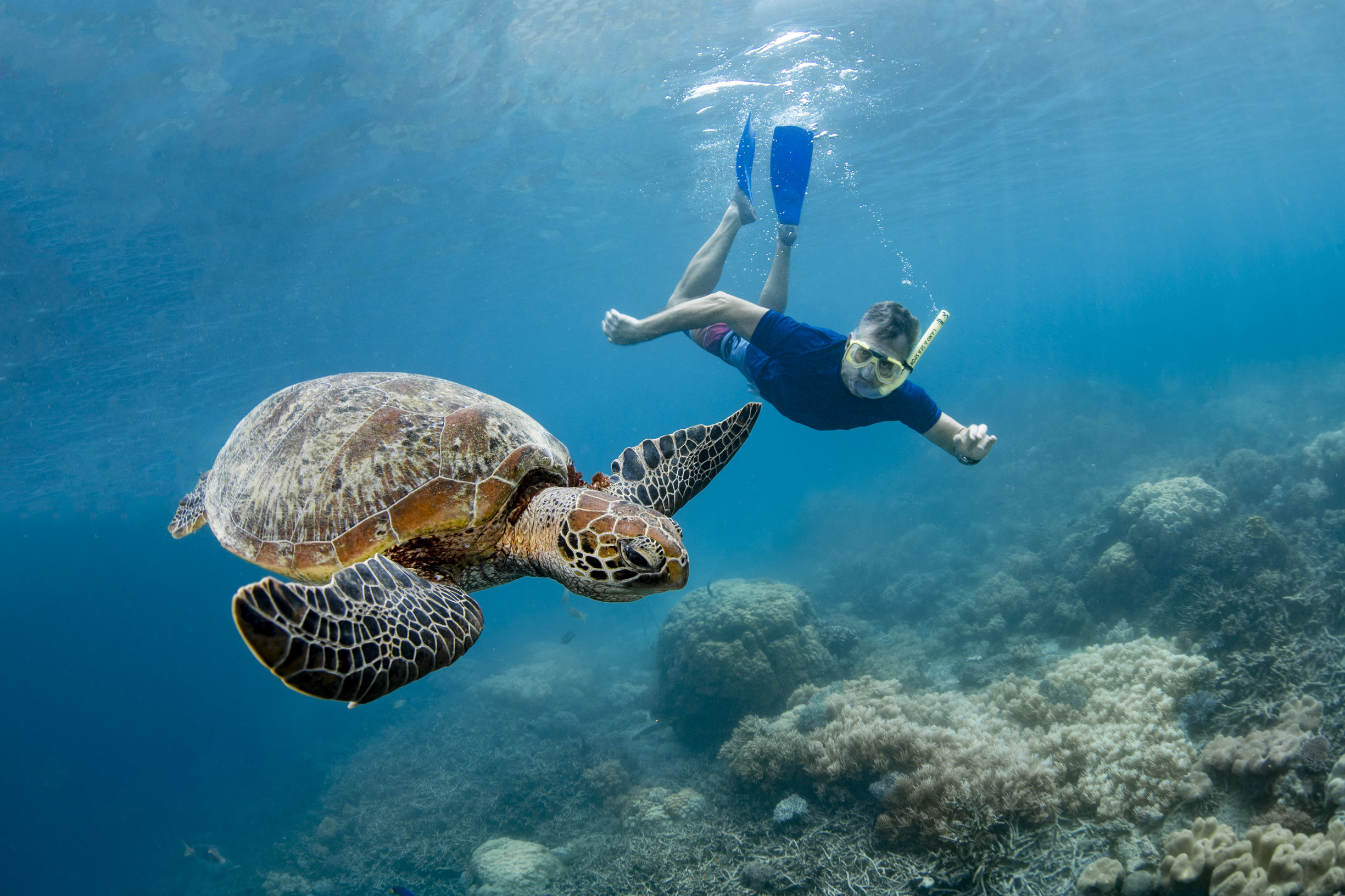 Snorkelling with a turtle Sunlover Reef Cruises | Where to see wild animals Queensland Snorkelling with a turtle Sunlover Reef Cruises | Where to see wild animals Queensland