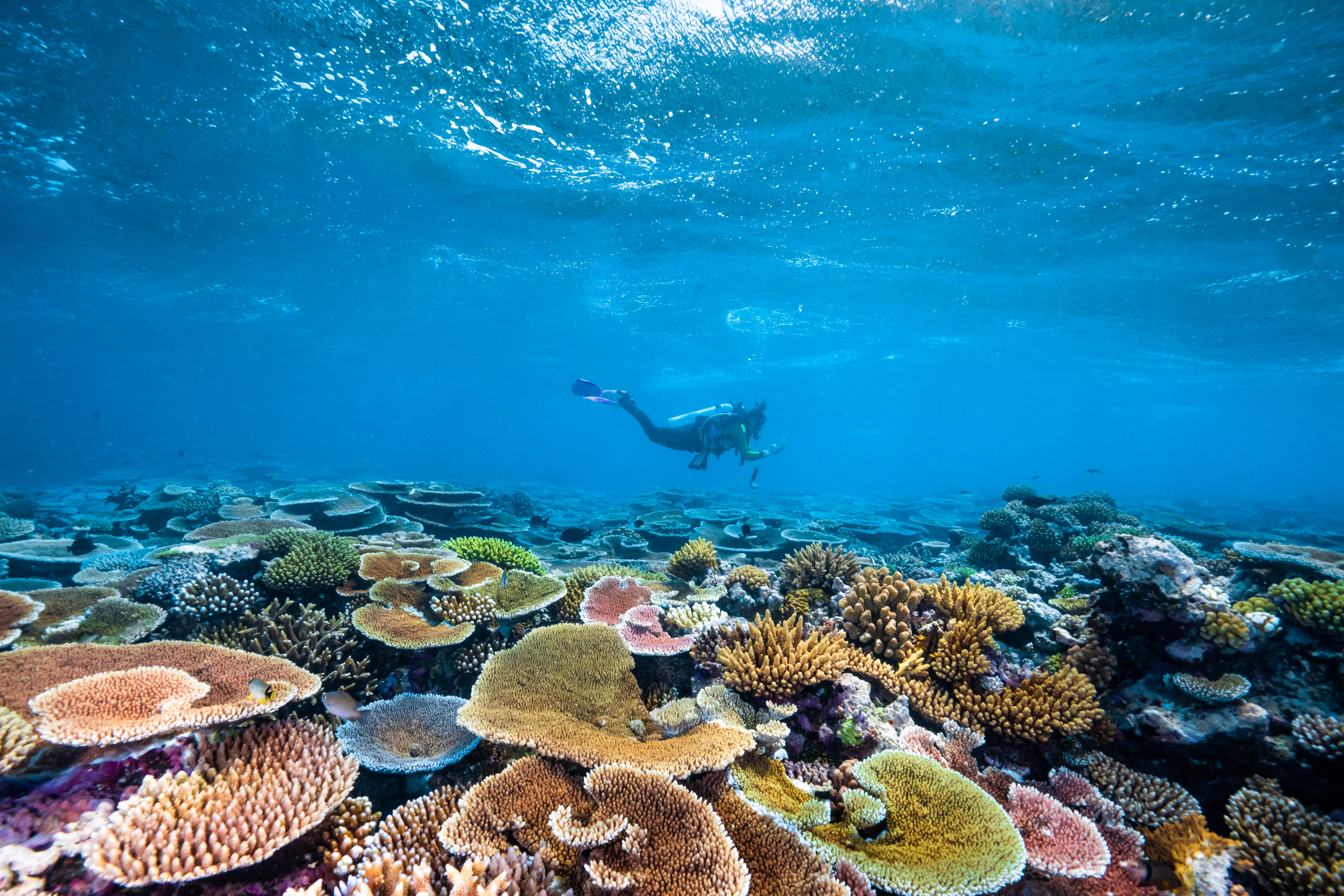 Diving on the Great Barrier Reef, Poseidon Cruises | what is snorkelling and scuba diving Diving on the Great Barrier Reef, Poseidon Cruises | what is snorkelling and scuba diving