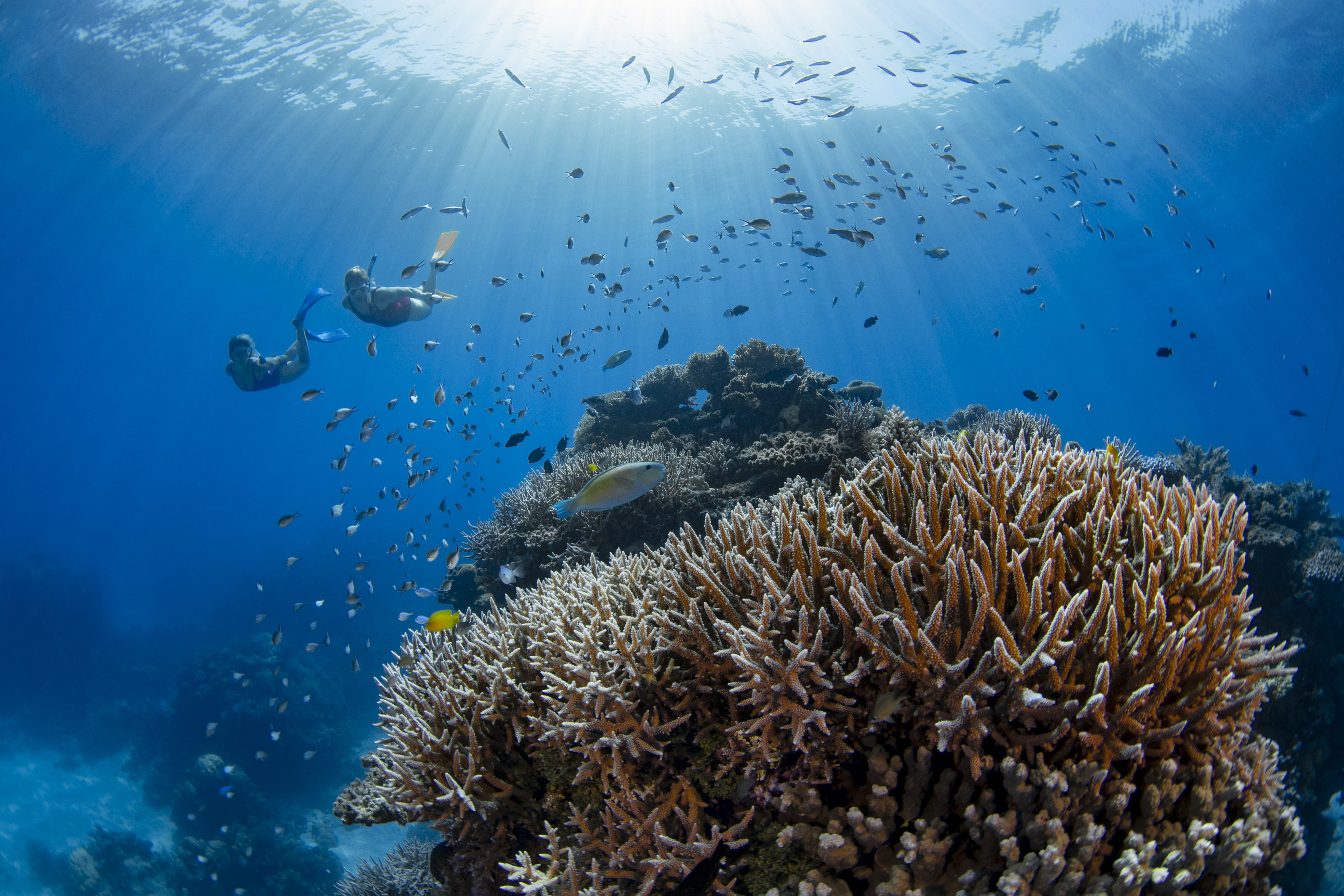 Snorkelling on the reef Silverswift (Quicksilver) | Great Barrier Reef tours Snorkelling on the reef Silverswift (Quicksilver) | Great Barrier Reef tours