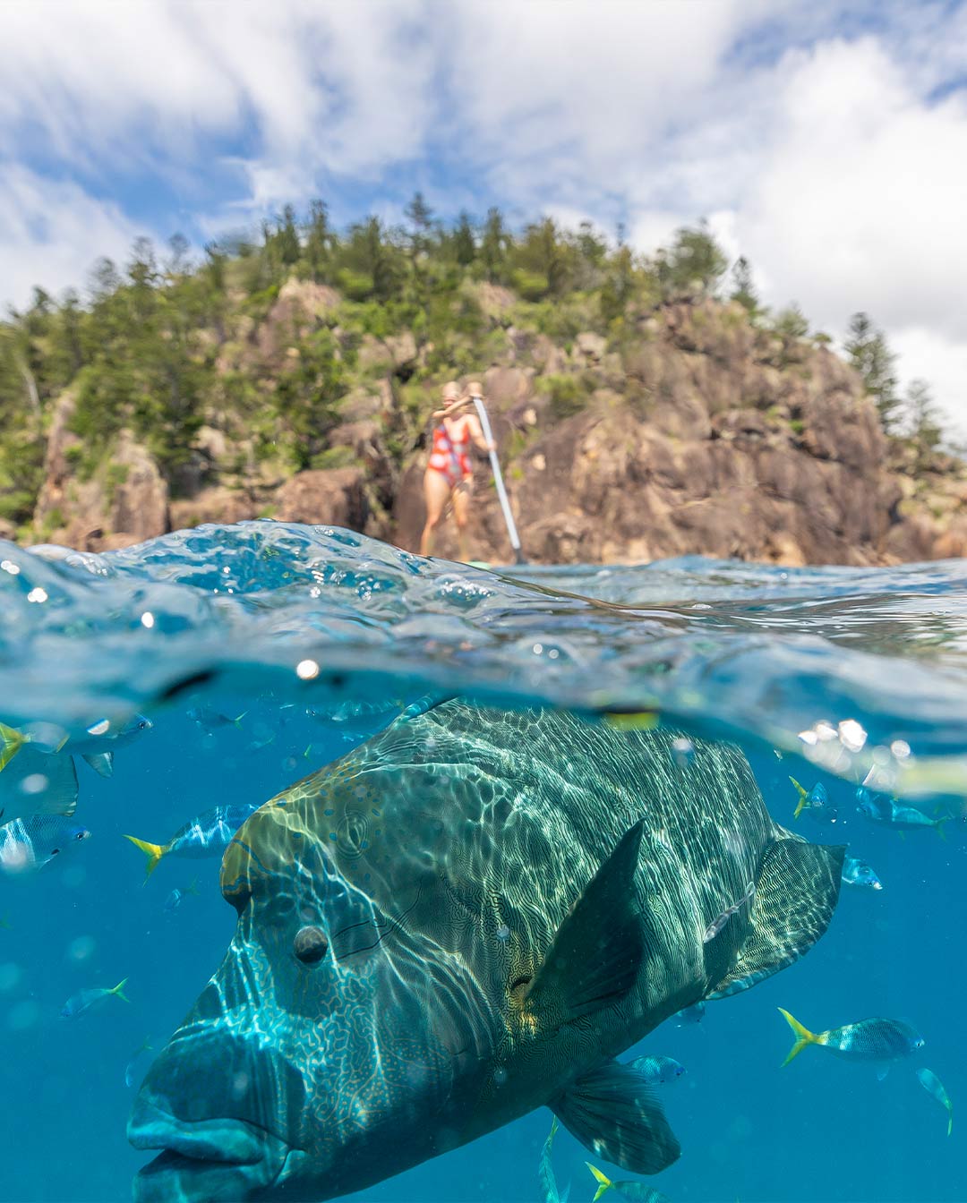 Stand up paddle boarding with maori wrasse Manta Ray Bay Whitsundays | queensland marine life Stand up paddle boarding with maori wrasse Manta Ray Bay Whitsundays | queensland marine life