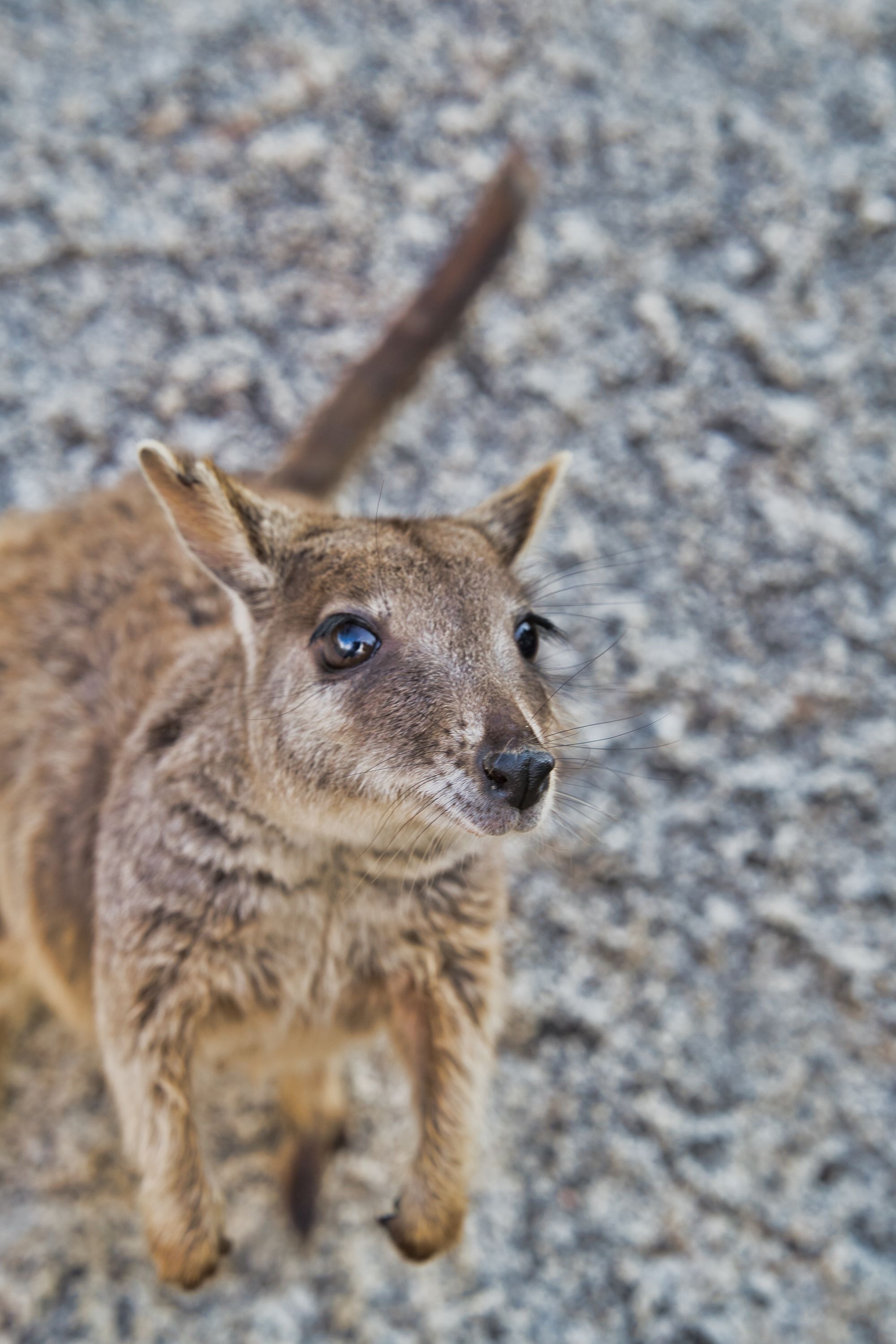 クイーンズランドの野生動物に出合うロードトリップ | クイーンズランド州