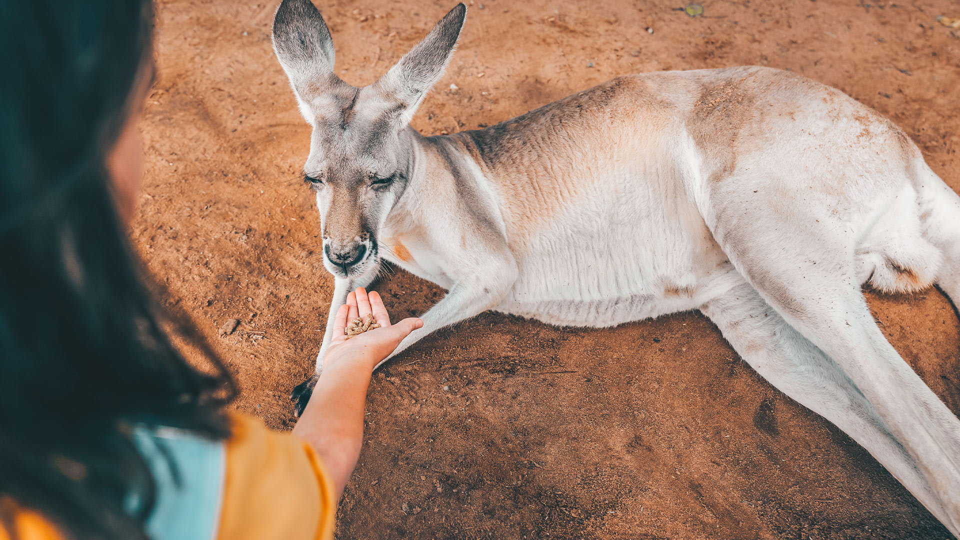 Feeding kangaroo at Lone Pine Koala Sanctuary | working holidays in Queensland