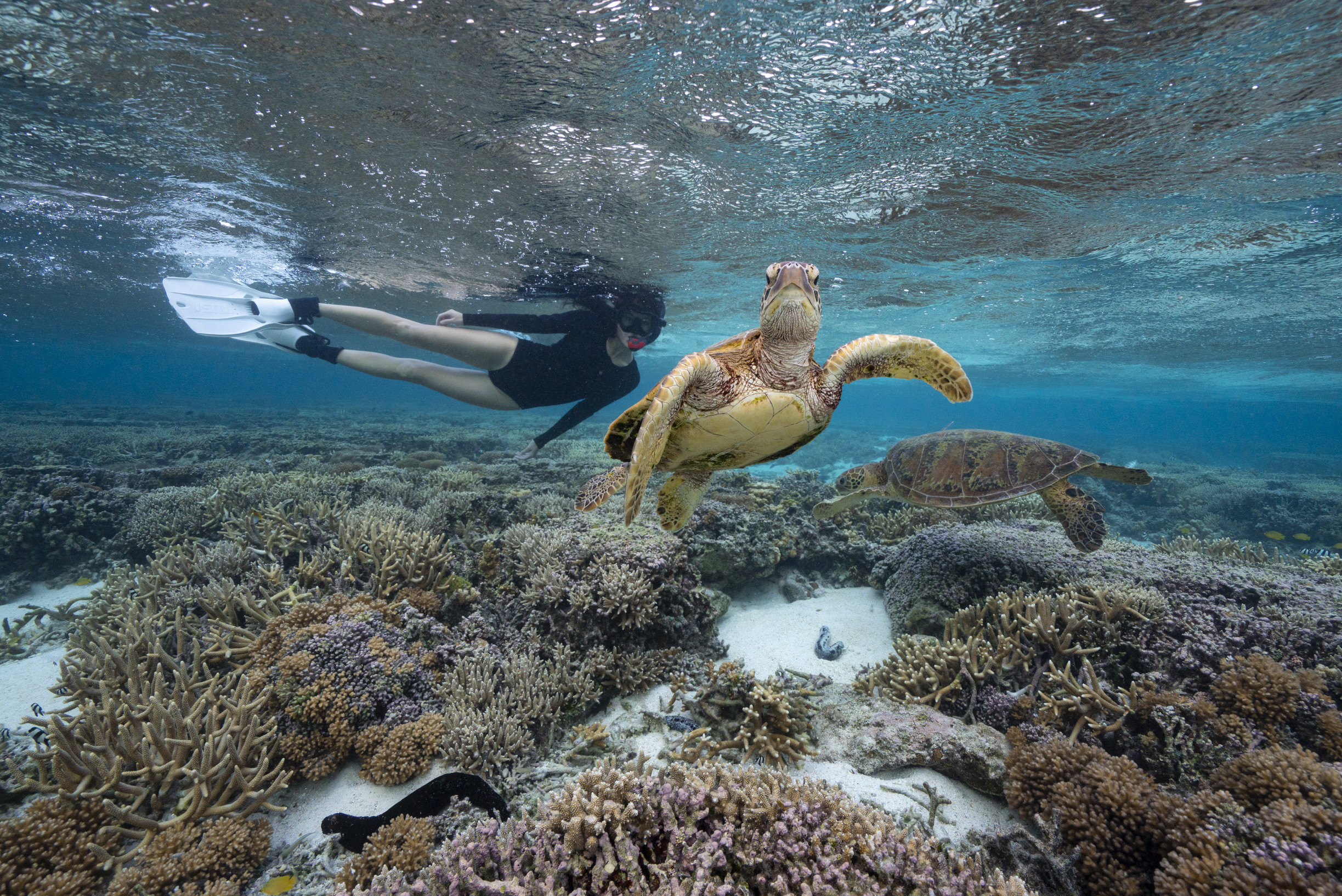 woman Snorkelling with turtles on the reef