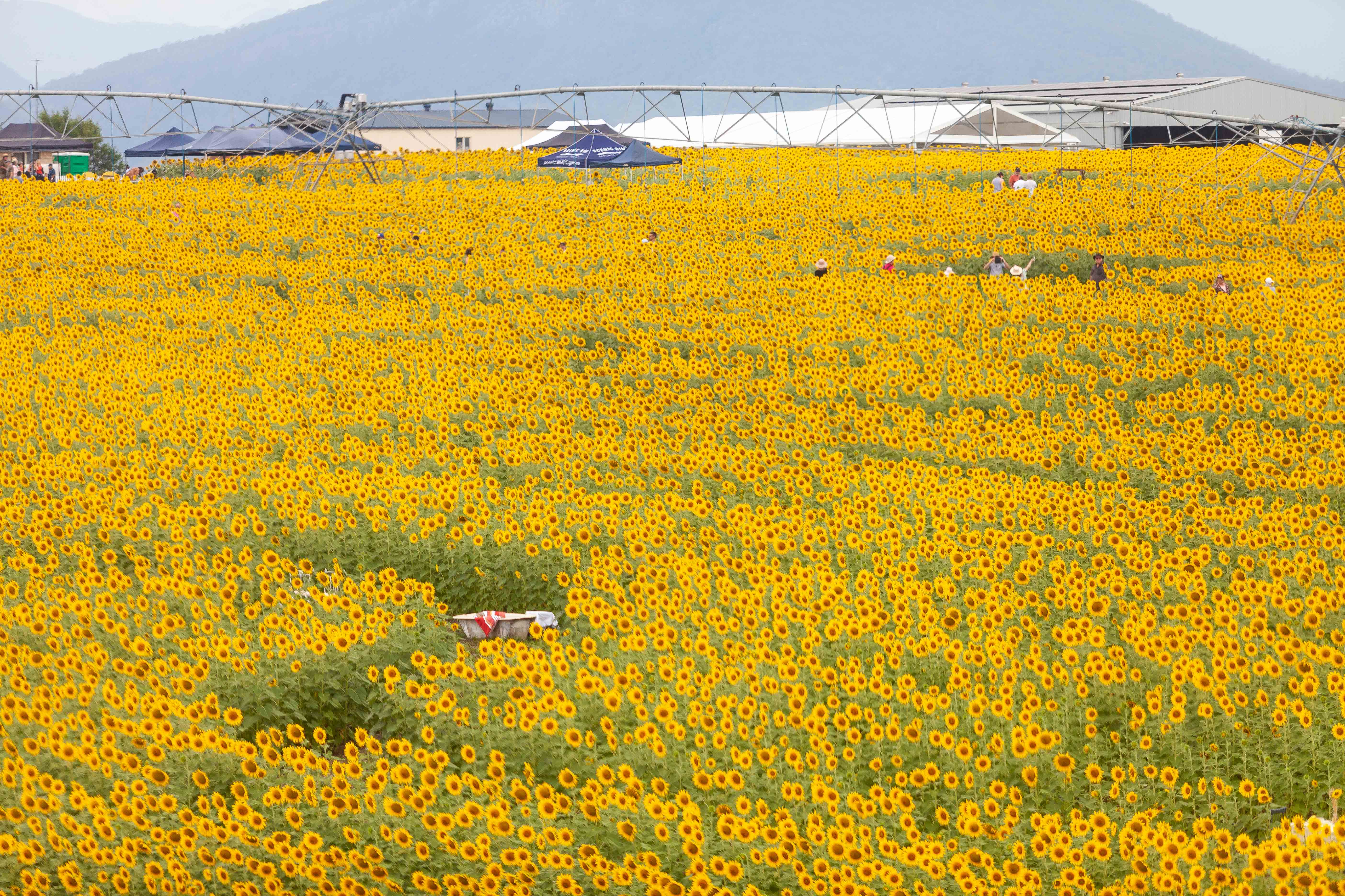 Visitors exploring a maze through the huge sunflower fields during Kalbar Sunflower Festival, Scenic Rim