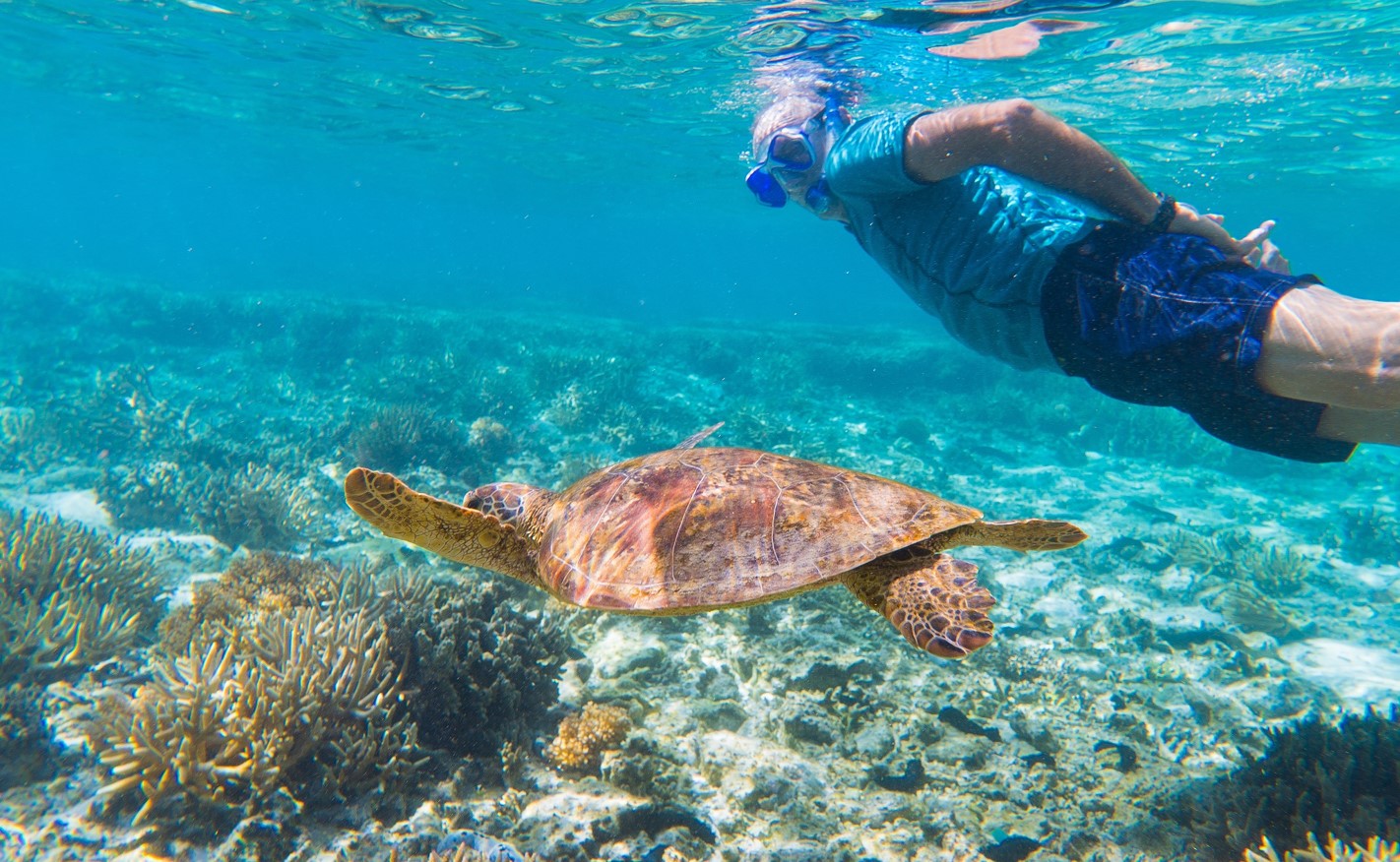 A gentleman is wearing blue togs and swimming close to a sea turtle at Lady Elliot Island.  The sea bed is scattered with lots of coral.
