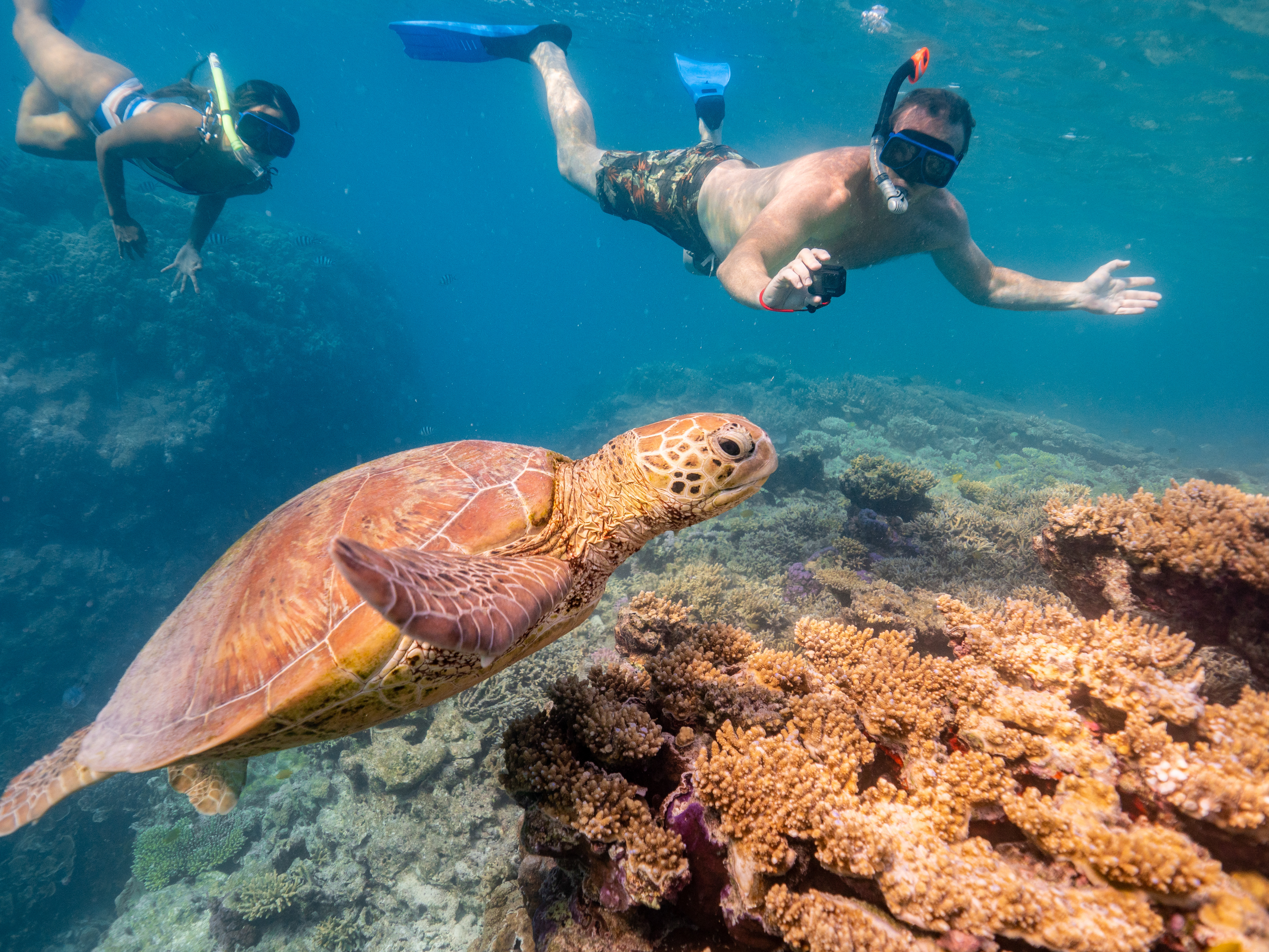 Snorkelling with turtles Lady Musgrave Experience | Family road trip turtles Bundaberg Snorkelling with turtles Lady Musgrave Experience | Family road trip turtles Bundaberg