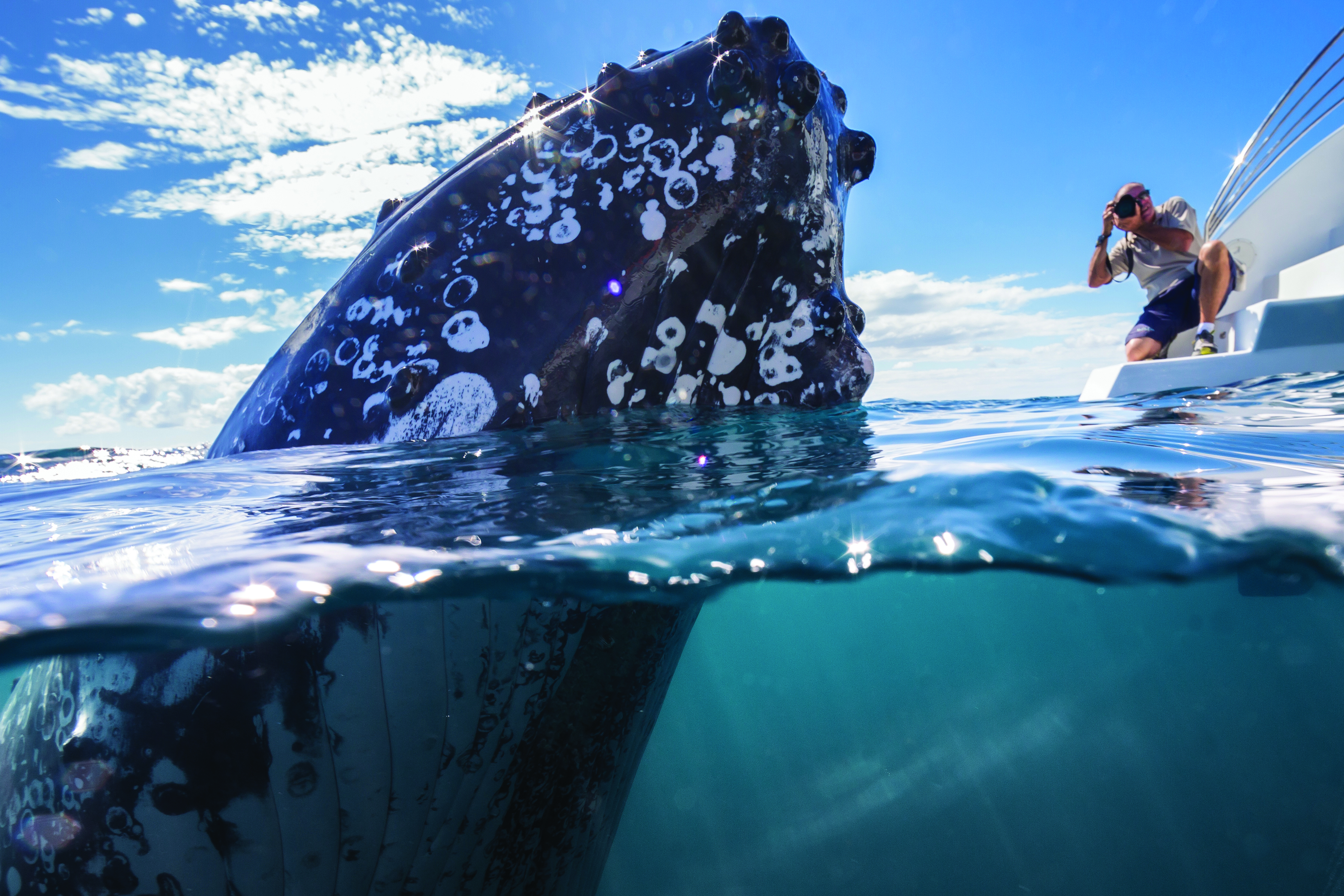 photographing humpback whales Blue Dolphin Marine Tours | which whale watching boat hervey bay