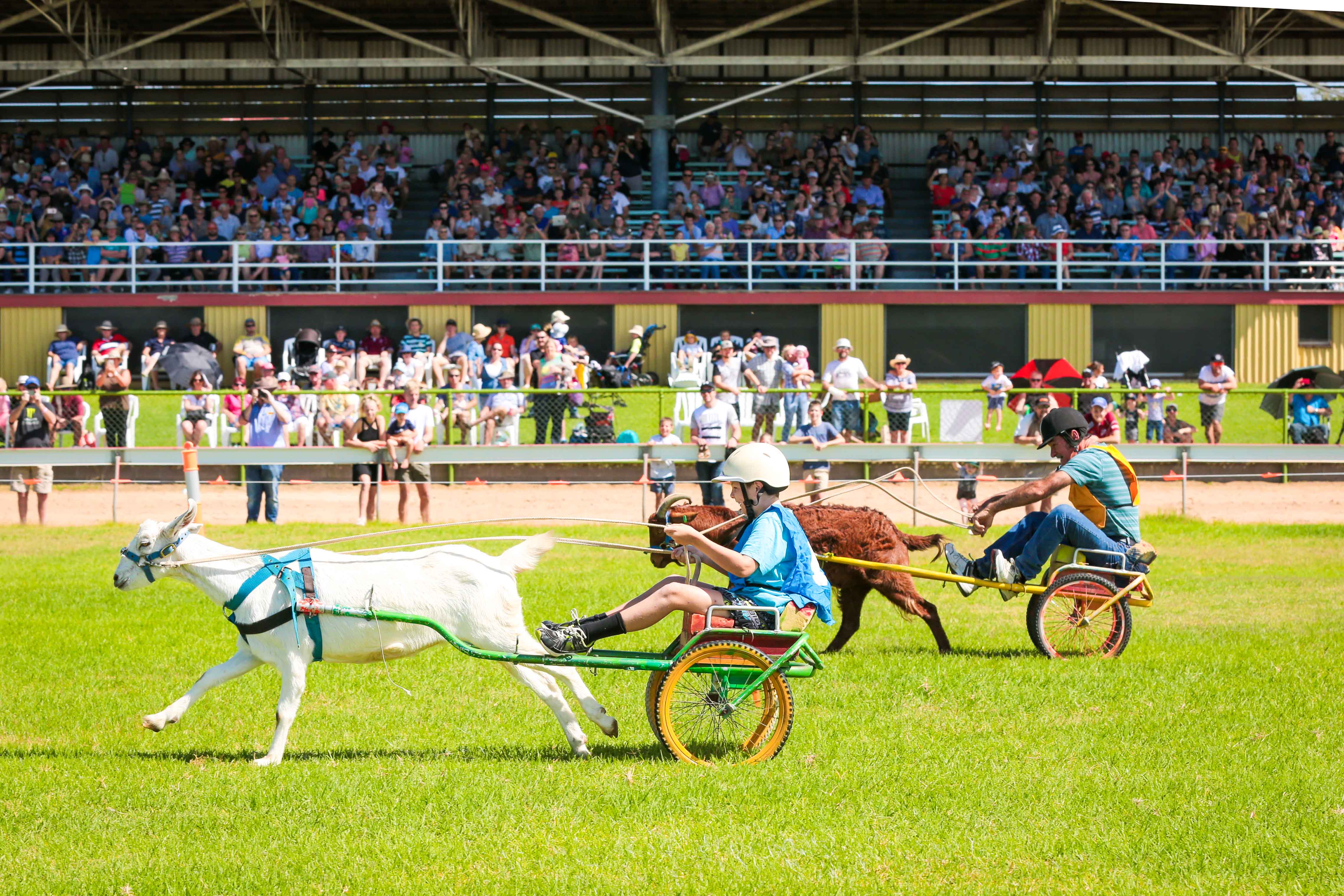 Cart racing at Roma's Easter in the Country