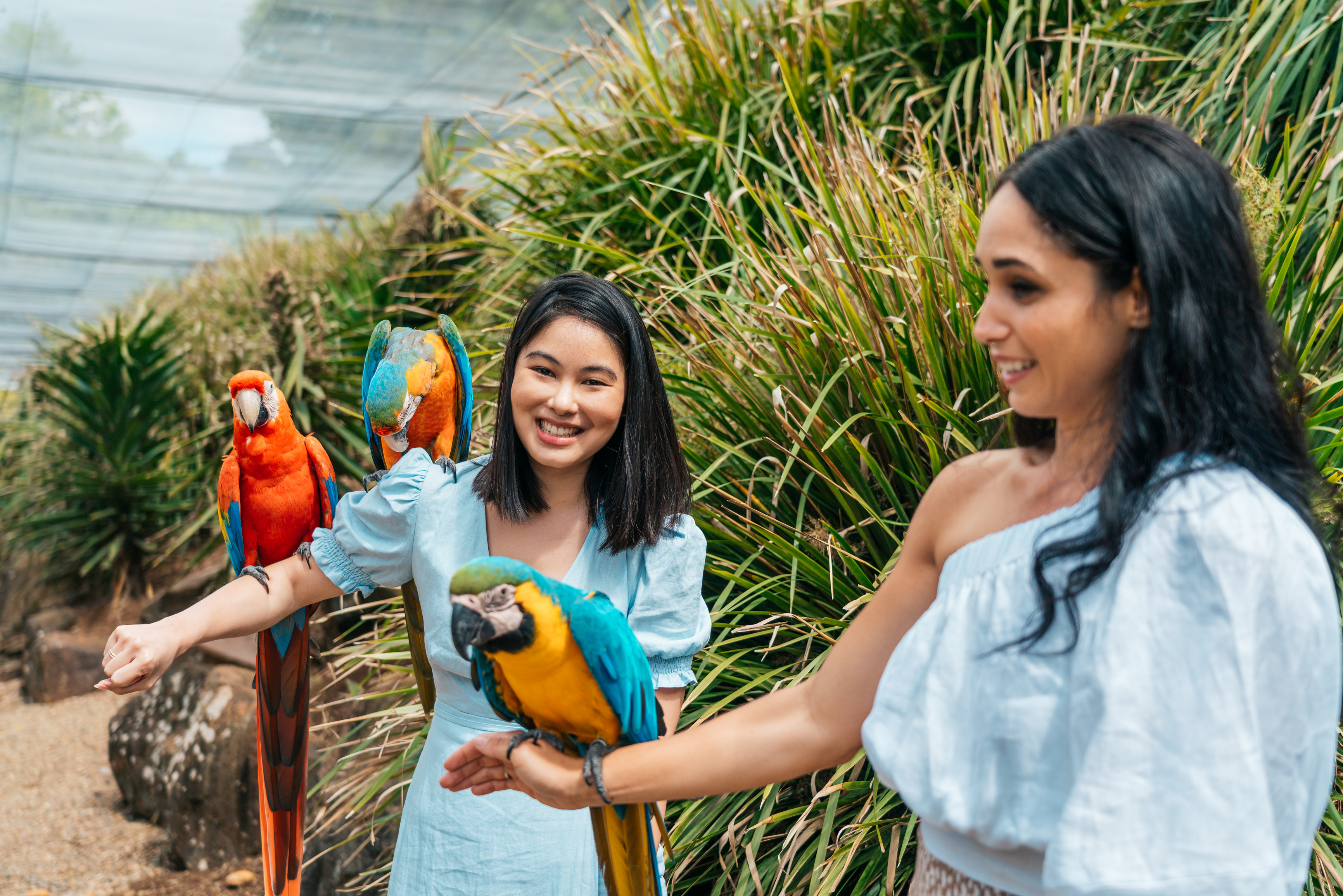 Birdworld at Maleny | Best things to do Sunshine Coast Birdworld at Maleny | Best things to do Sunshine Coast