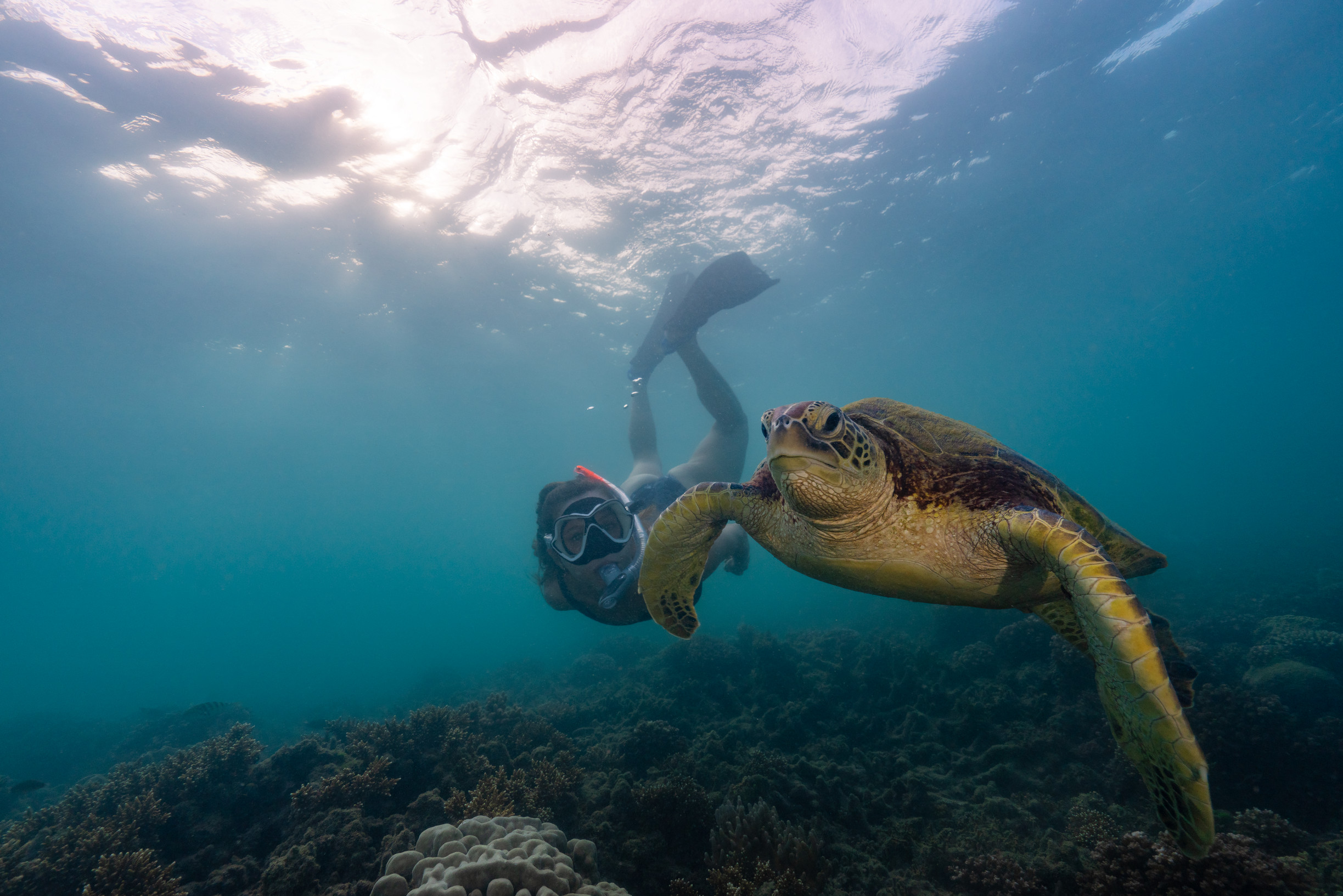 Lady snorkelling with a turtle at White Rock