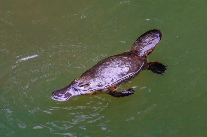 Platypus in Eungella National Park, Mackay