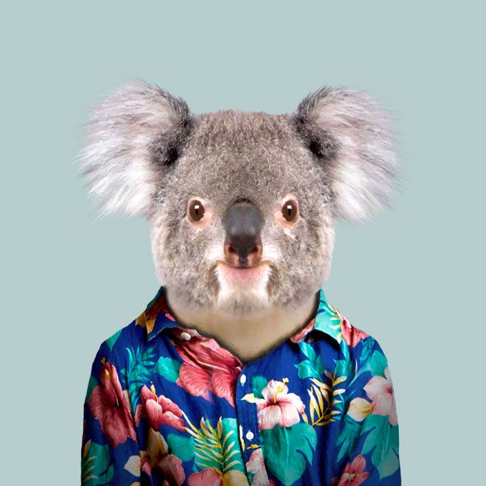 koala-phascolarctos-cinereus-copia.jpg koala-phascolarctos-cinereus-copia.jpg