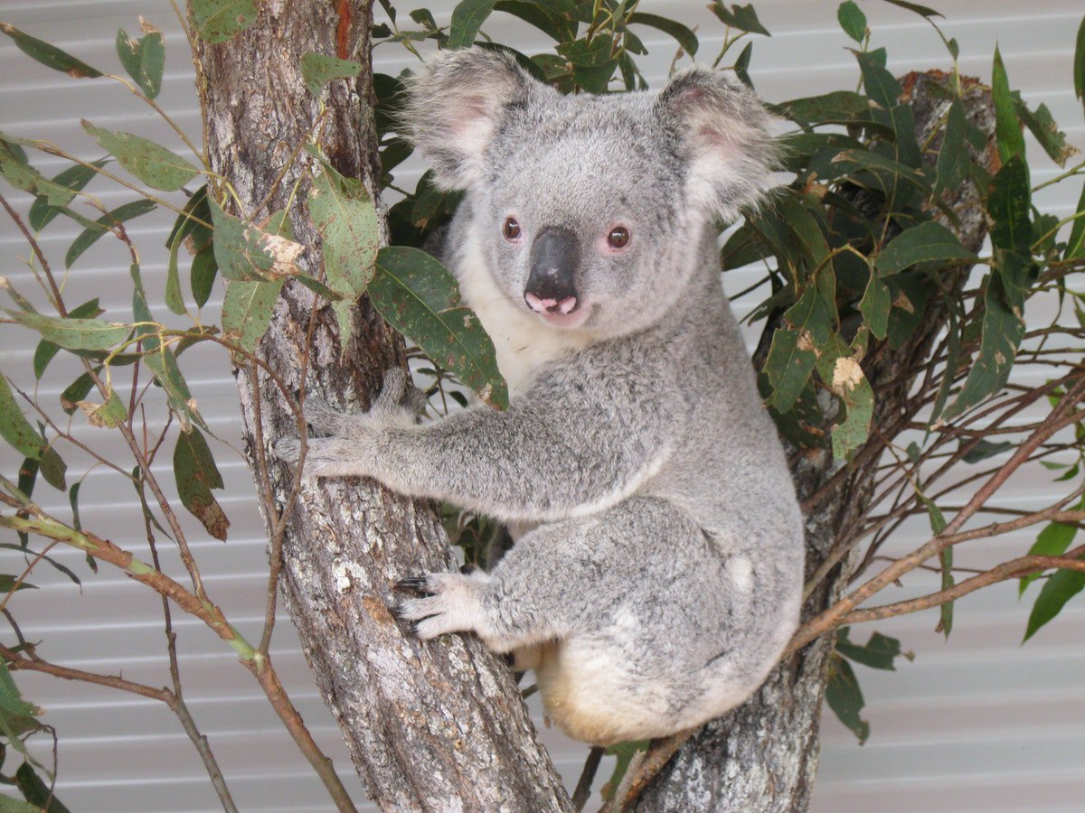 Snakes Downunder | Childers visitor's guide