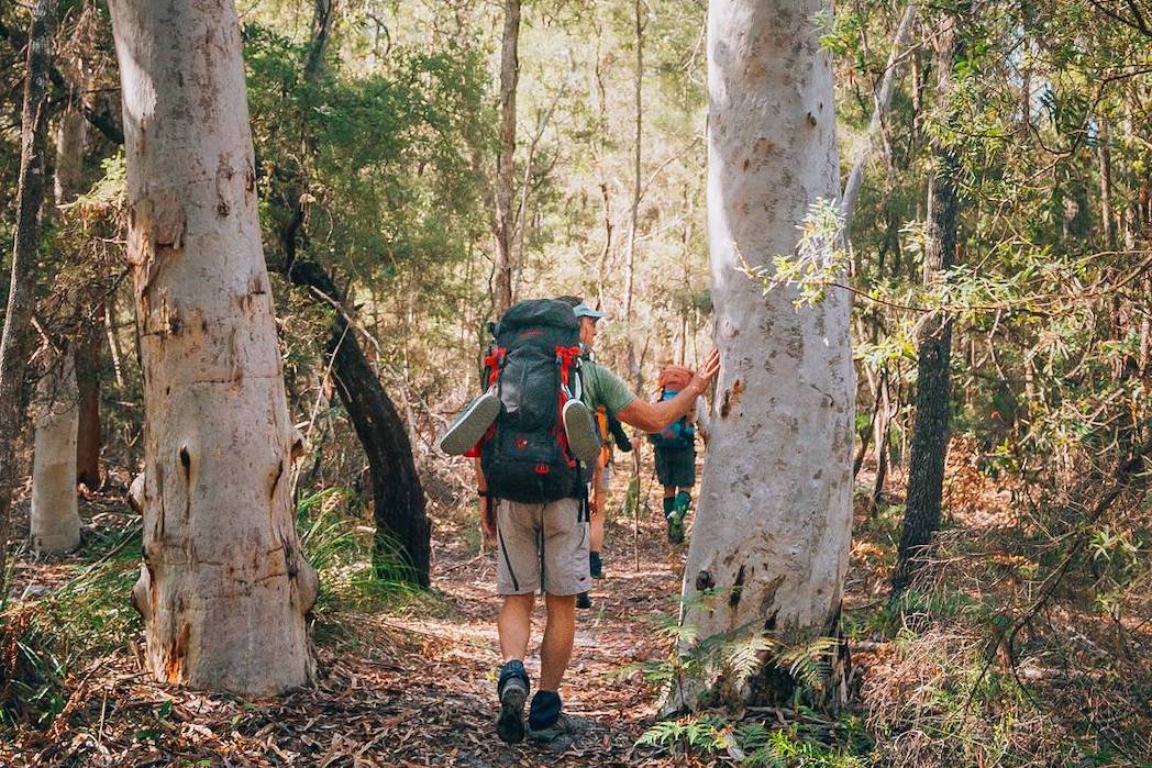 Two people hiking through a paperbark forest along the Cooloola Great Walk Two people hiking through a paperbark forest along the Cooloola Great Walk