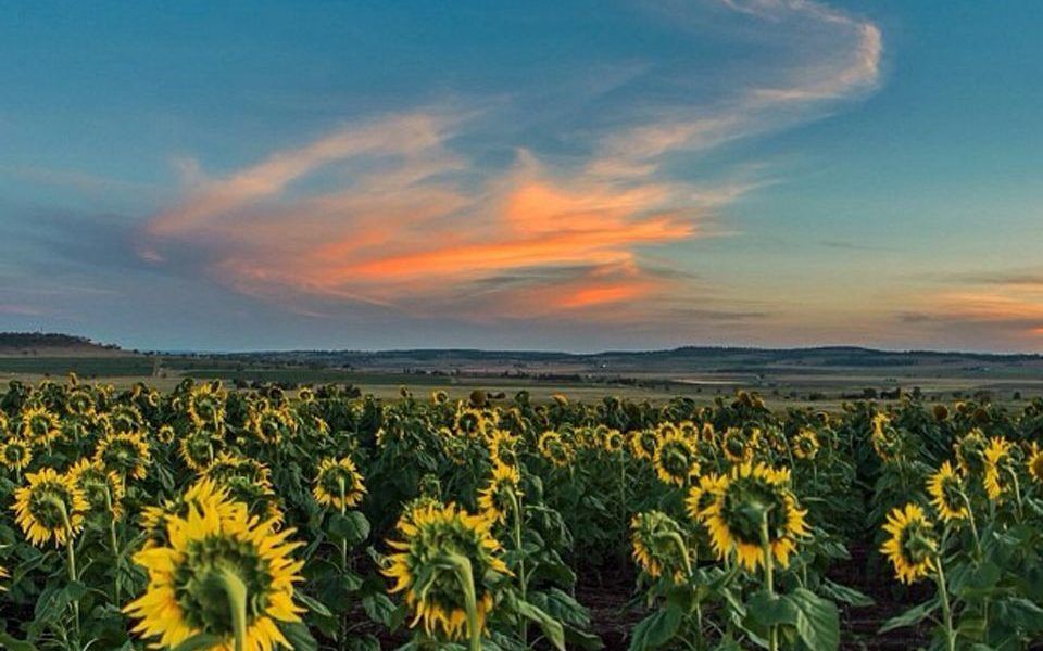 Sunset over a sunflower farm at Clifton, Southern Queensland Country Sunset over a sunflower farm at Clifton, Southern Queensland Country