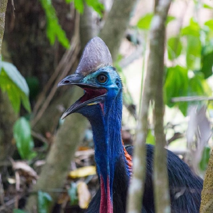 Hier Triffst Du Australische Tiere In Freier Wildbahn