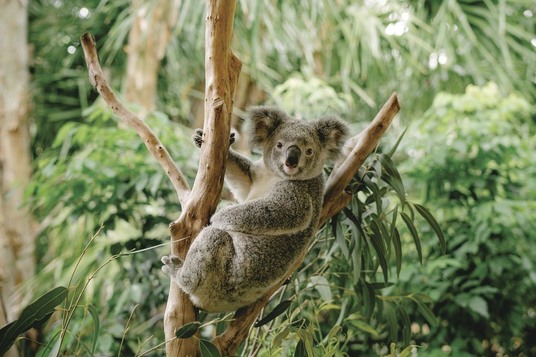 Was Du wissen solltest, bevor Du in Queensland mit Koalas kuschelst |  Queensland