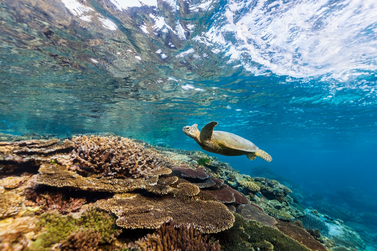 Visit Bundaberg Things to Do & Planning Your Trip Queensland