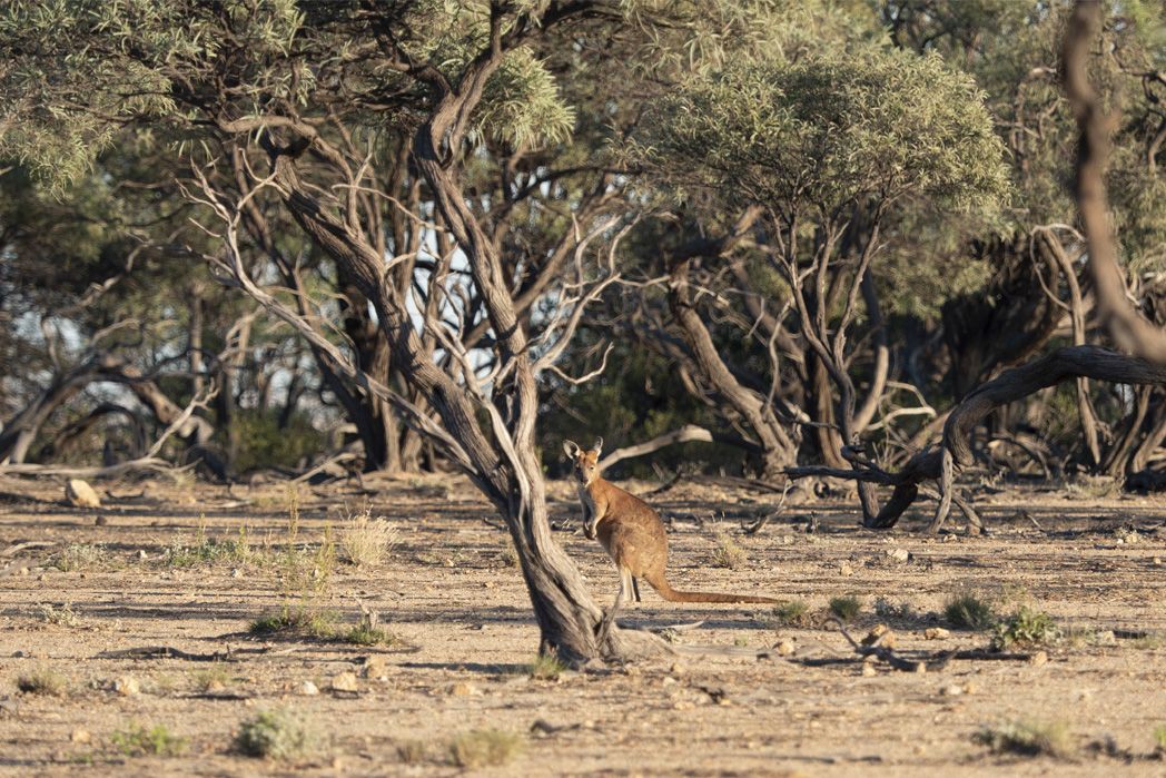 Care for Our Wildlife While Driving in Outback Queensland | Queensland