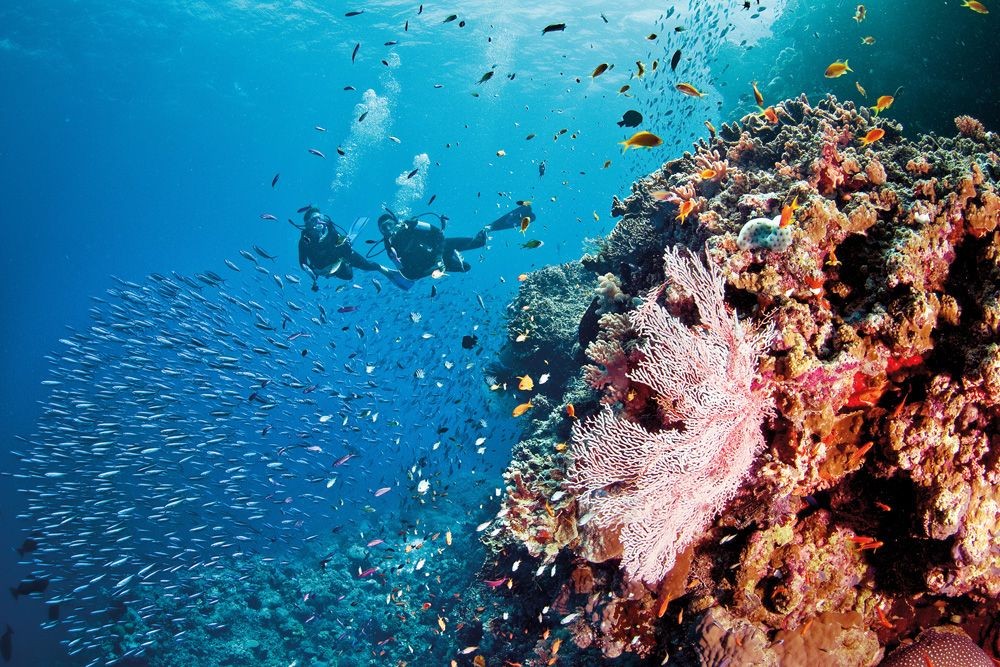 Liveaboard Diving: A First Timer’s Guide to Reef Living | Queensland