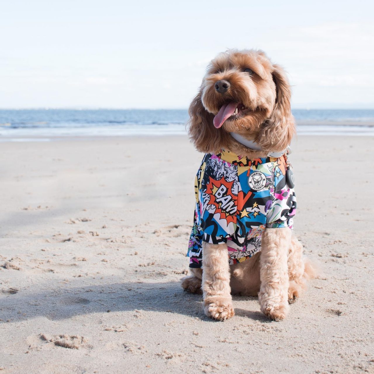 nearest dog friendly beach to me