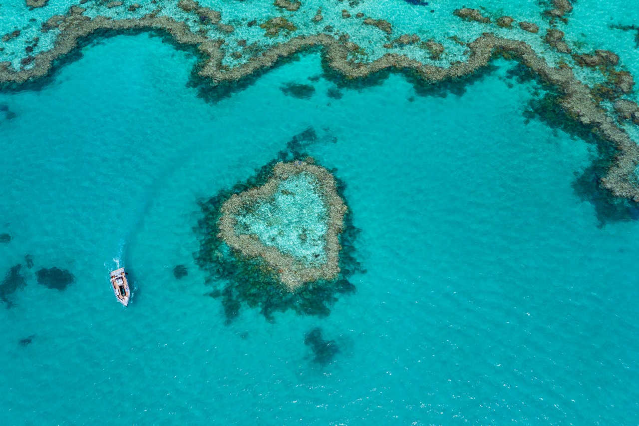 Heart Island How to Experience Heart Reef Up Close Queensland