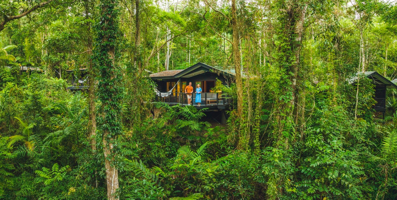 The Daintree Rainforest Guide Queensland