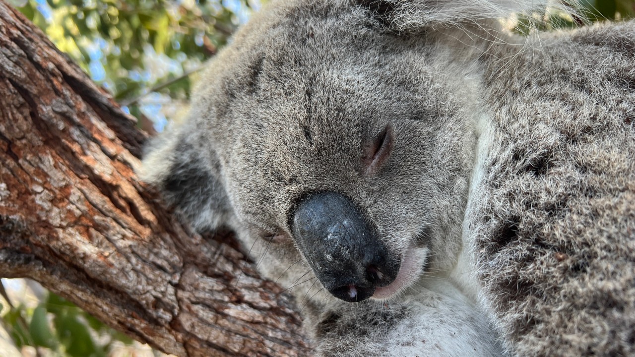 マグネティック島コアラ・トレッキング | クイーンズランド州