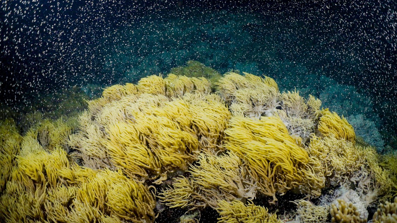Coral spawning 2020