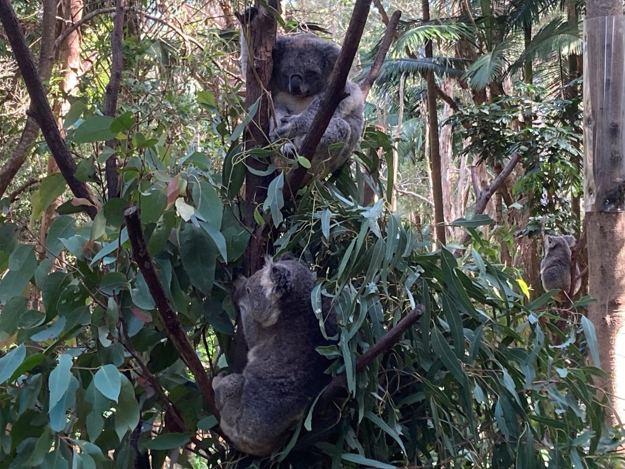 コアラってどんな動物 クイーンズランド州政府観光局 コアラってどんな動物 クイーンズランド州政府観光局
