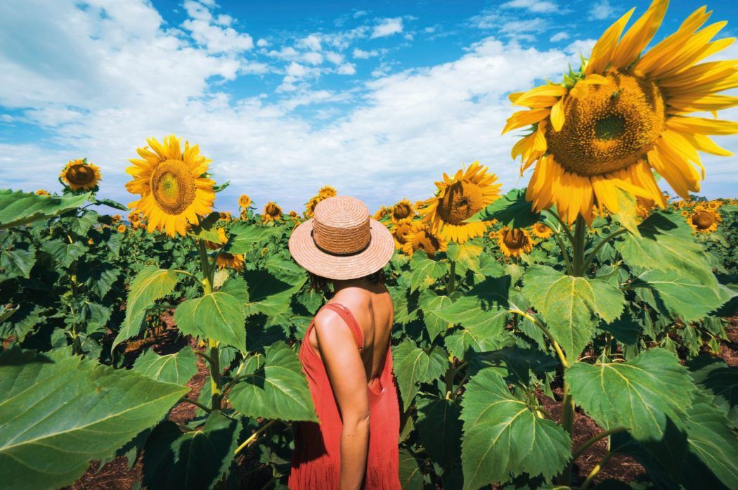 ひまわりりす☆5センチパッチンピン☆ブルー