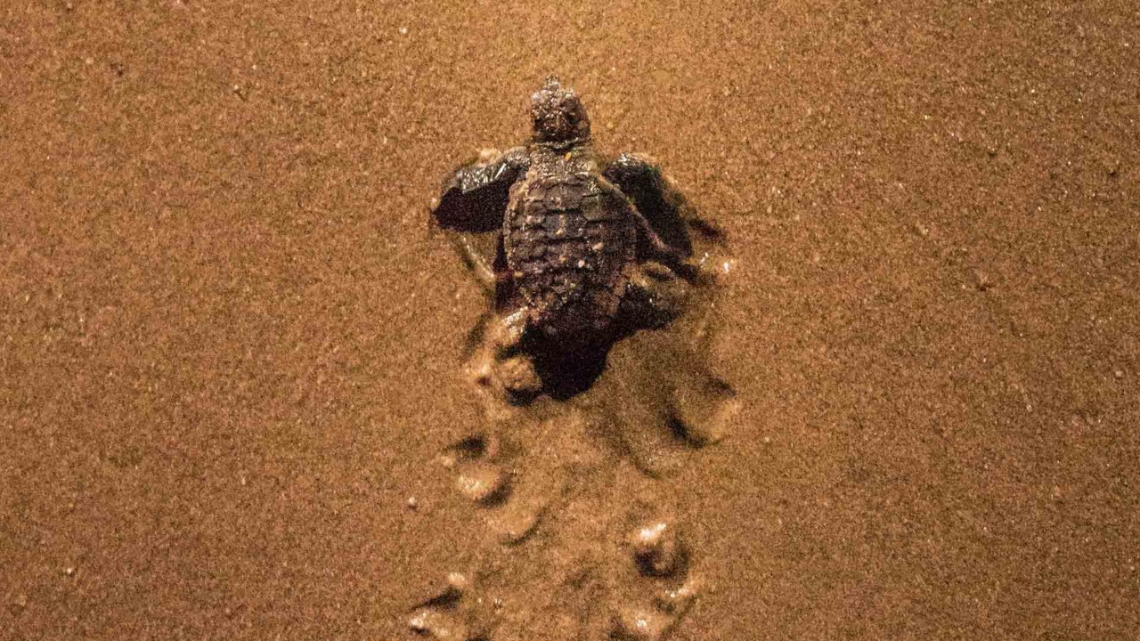 ウミガメ - 自然と野生動物 | クイーンズランド州