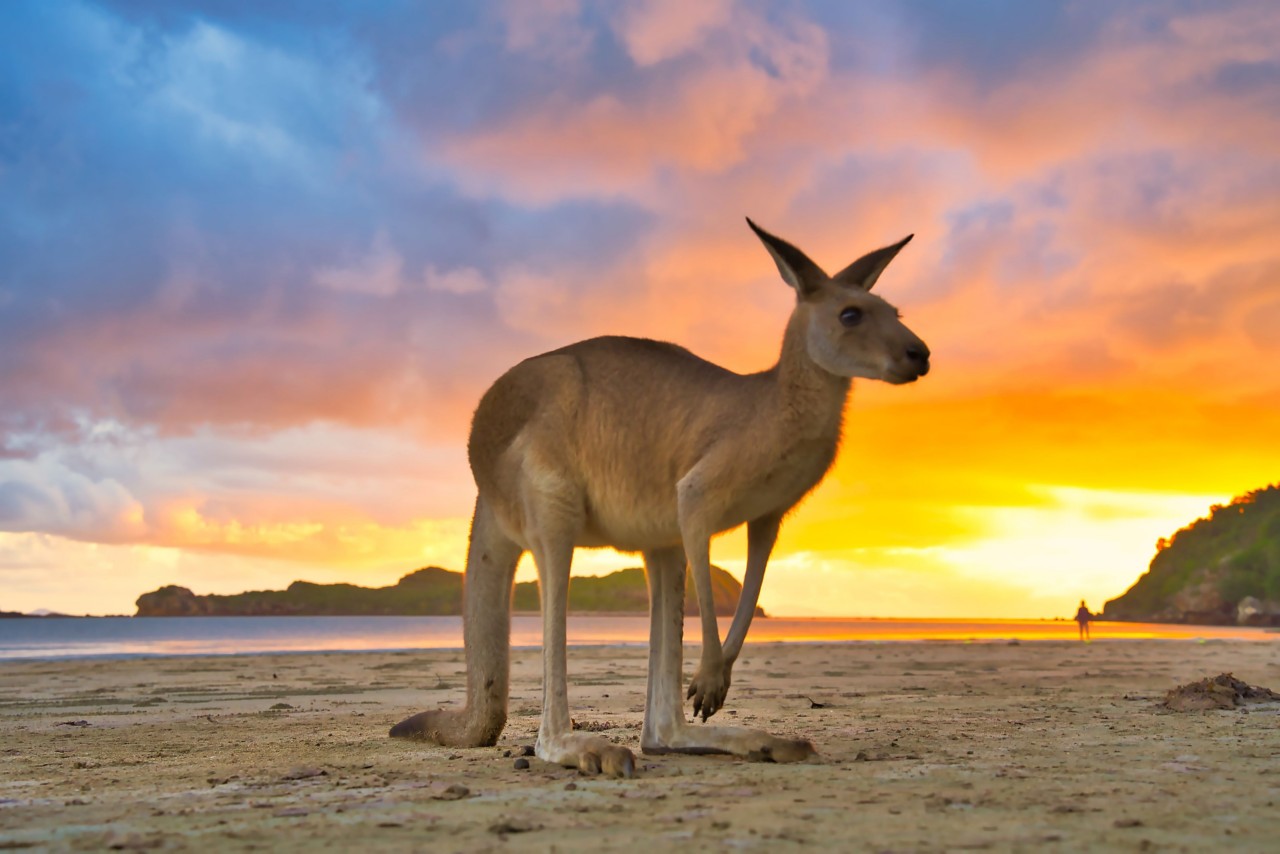 queensland-wildlife-road-trips