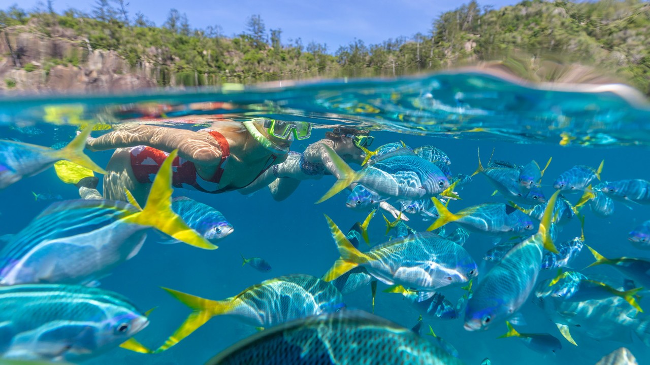 ダイビング シュノーケリング