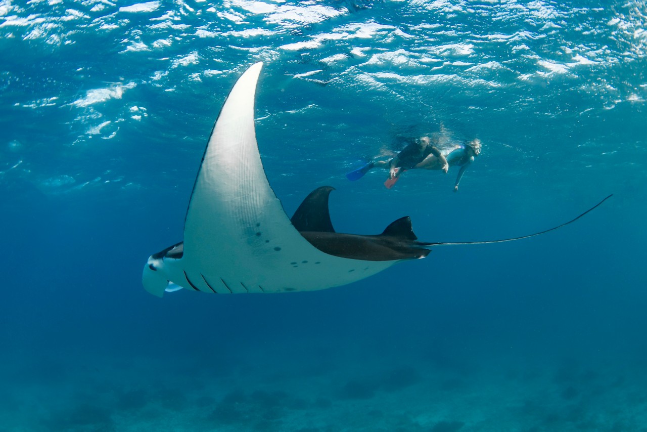 10 Amazing Facts About Manta Rays | Queensland