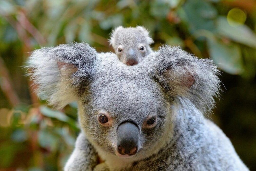 Australia Zoo’s SuperCute Baby Animals Queensland