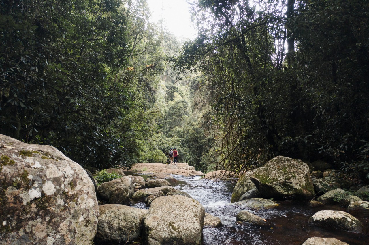 These Gondwana Rainforest Guided Tours Will Blow Your Mind Queensland