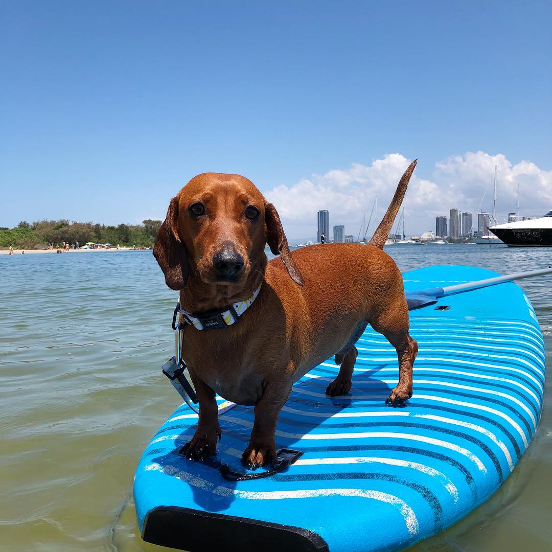 The Best Dog Beaches on the Gold Coast Queensland