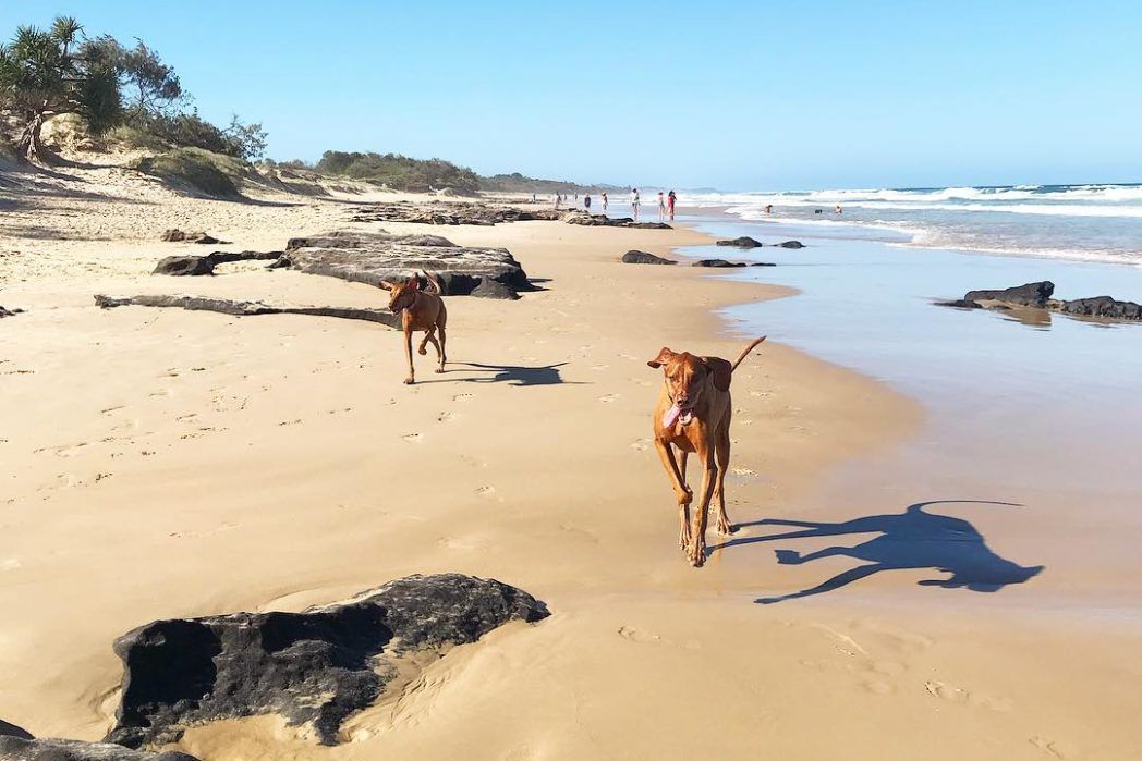 Best Dog Beaches On The Sunshine Coast Queensland